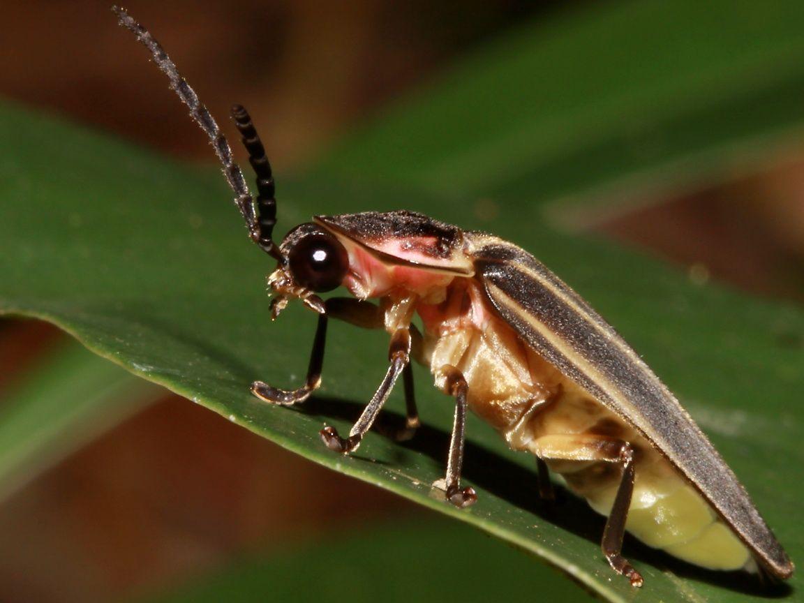 1152x864 Posts about free insect wallpaper on i love flower beetles's blog. Insects, Beetle, Love flowers