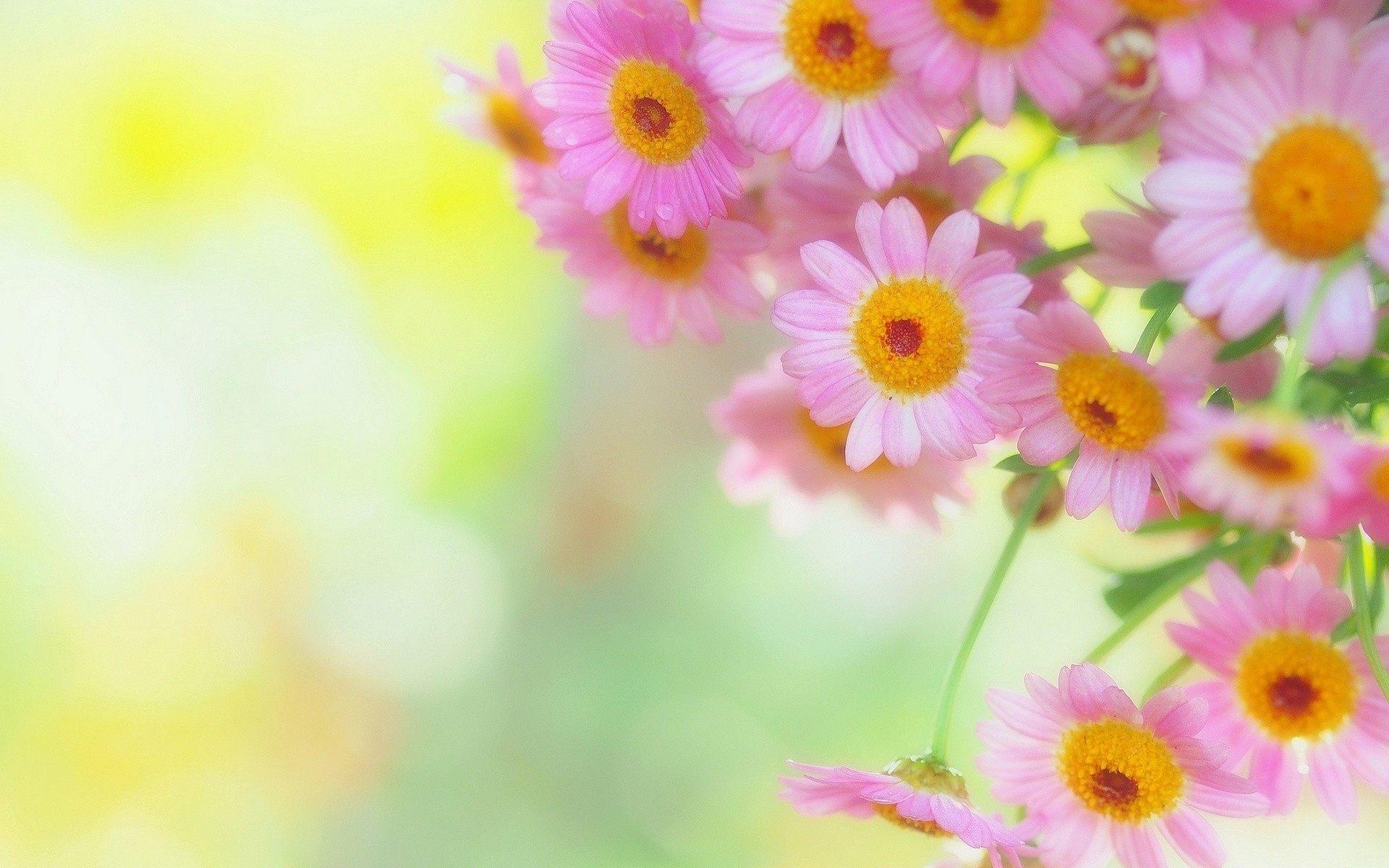 1920x1200 Natural Flower Background Image HD HD Wallpaper