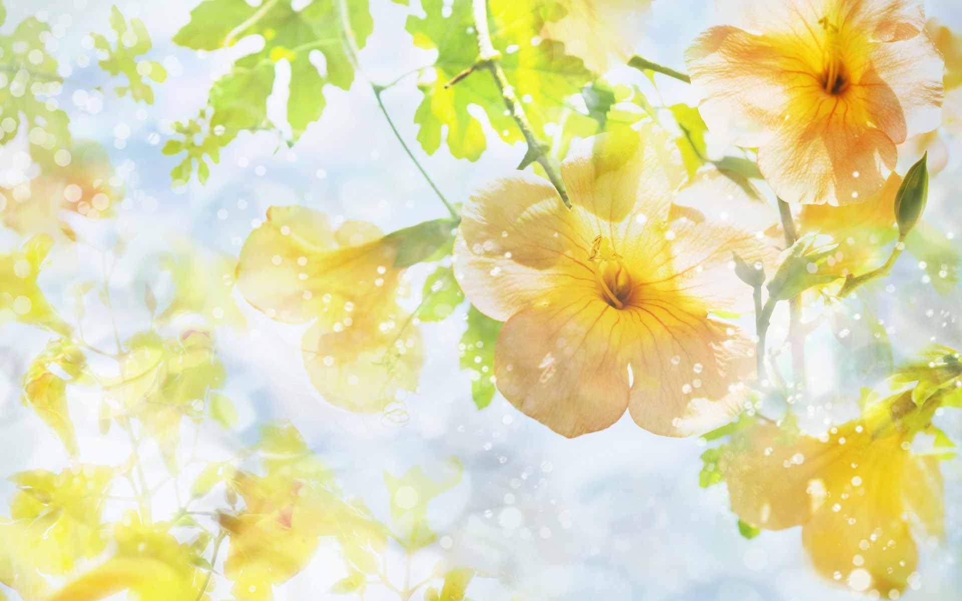 1920x1200 nature, Flowers Wallpaper HD / Desktop and Mobile Background