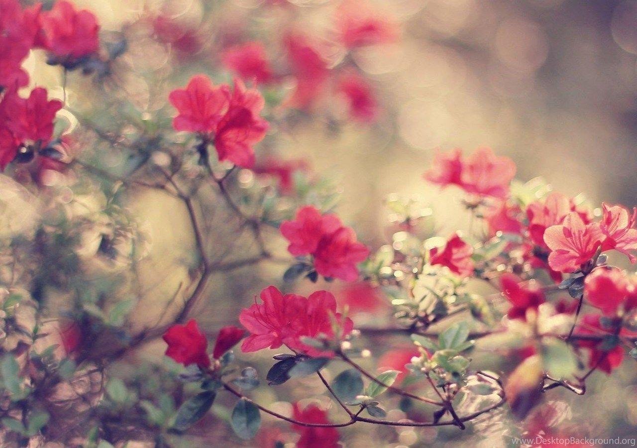 1280x900 Nature Flowers Background 617 Flowers HD Desktop Wallpaper Desktop Background
