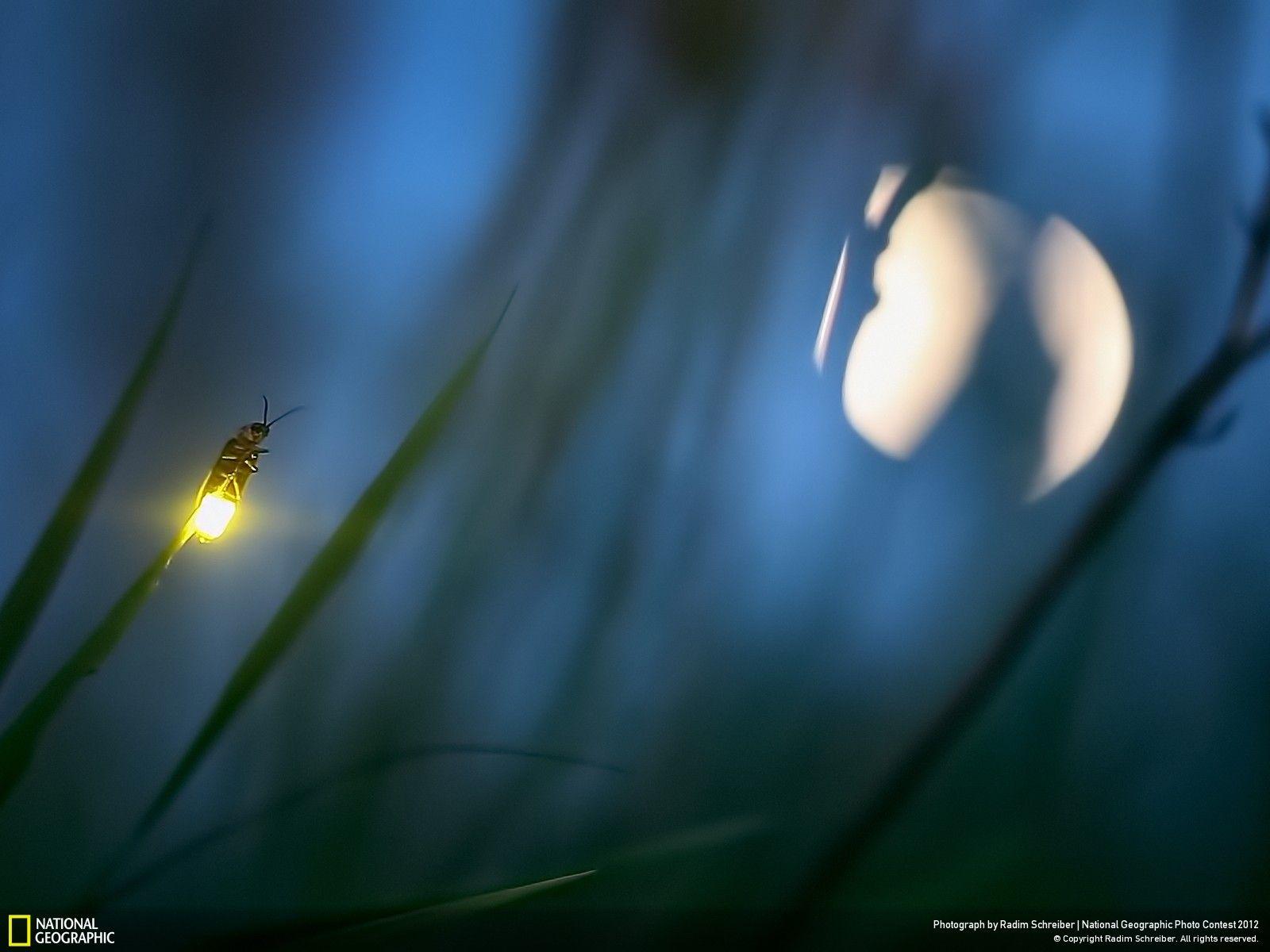 1600x1200 Firefly and Moon contest 2012 Photo and caption by Radim Schreiber. Firefly, Firefly photography, National geographic photo contest