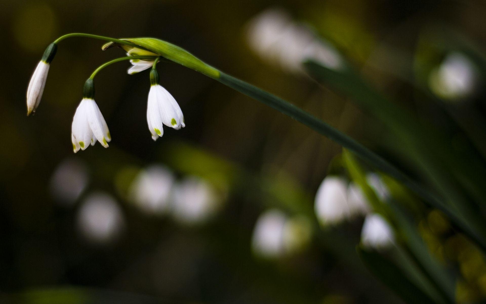 1920x1200 23++ Flower Nature Wallpaper Desktop HD