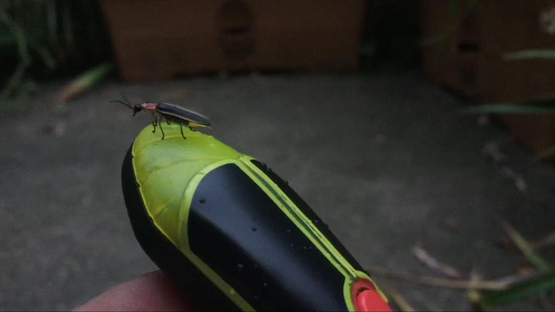 1920x1080 How to Talk to Fireflies