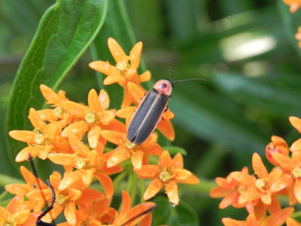 1024x768 Fireflies are nature's fireworks and Dairy