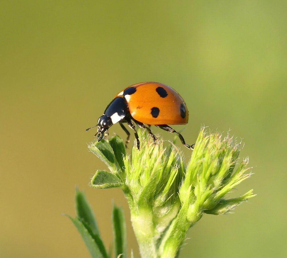 1000x899 Insect Picture [HD]. Download Free Image