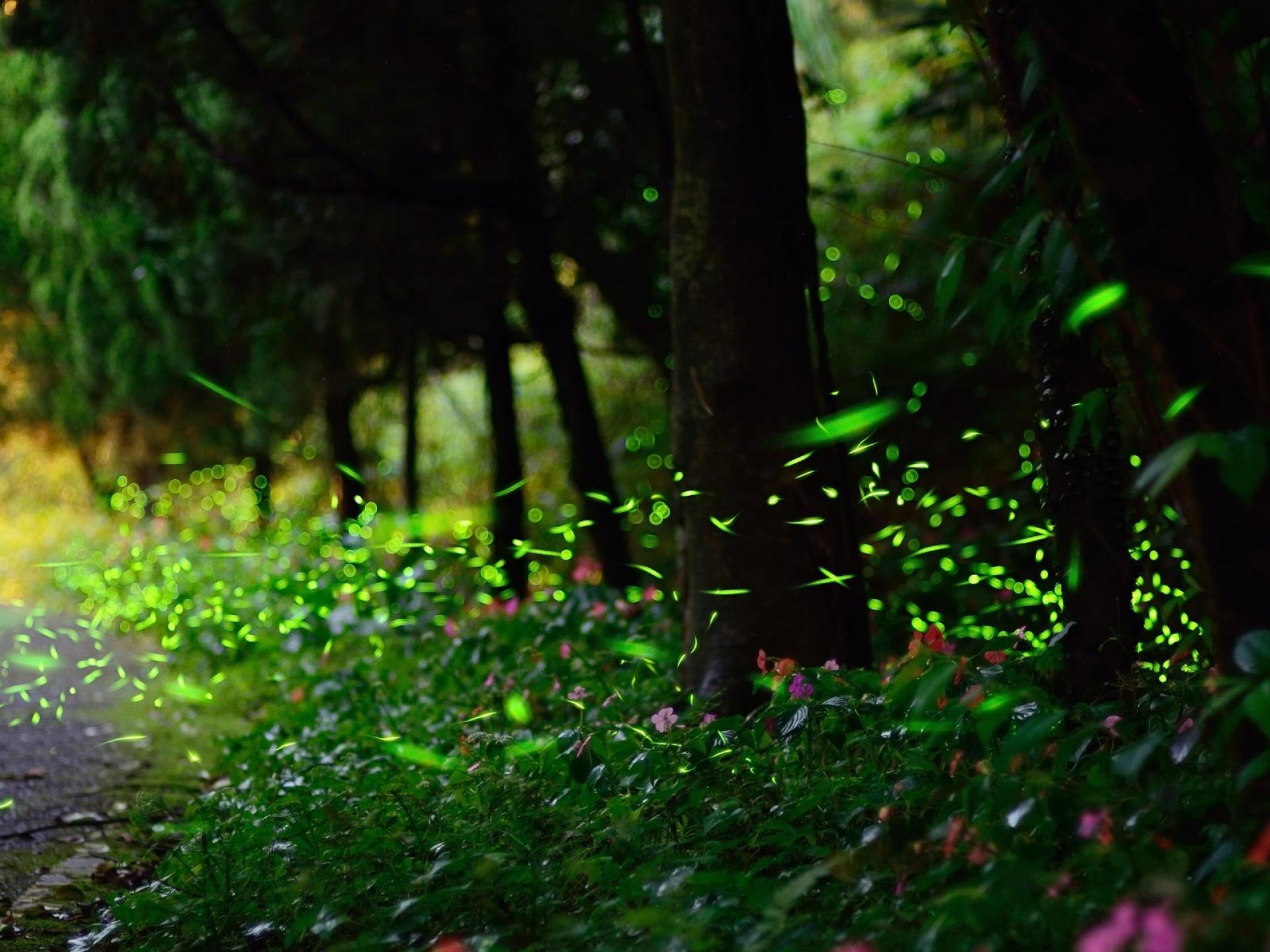 1920x1440 Firefly roads nature landscapes trees forest woods glow wallpaperx1440