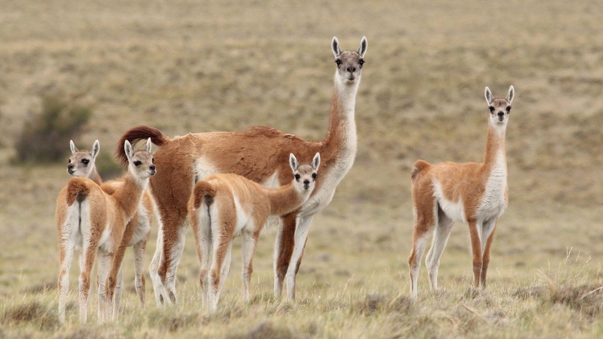 1920x1080 Llama Family HD Wallpaper