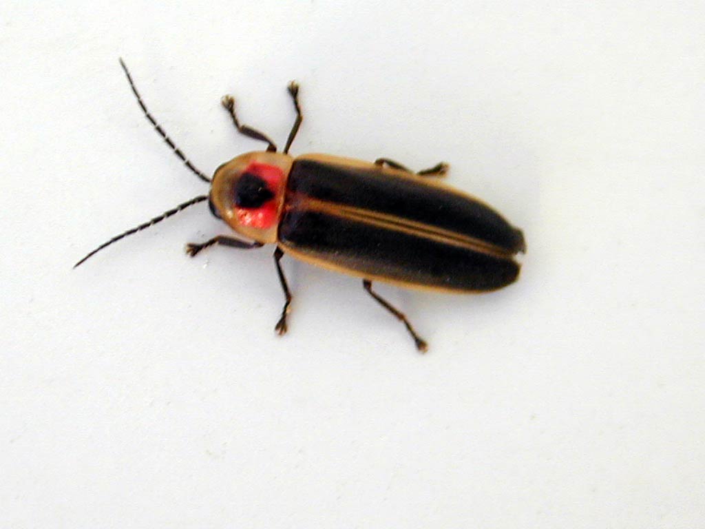 1024x768 Firefly Wallpaper and background