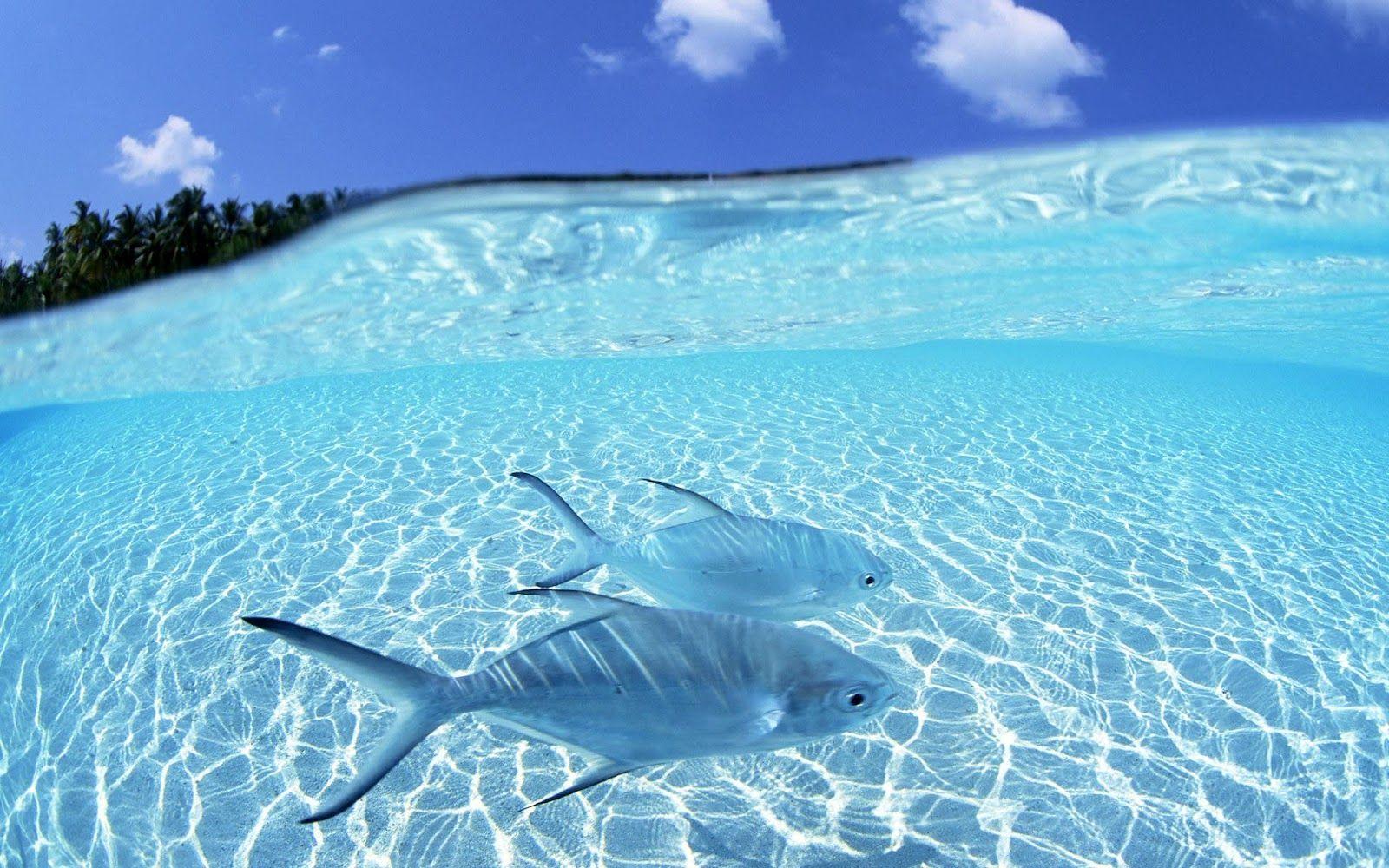 1600x1000 Free download HD tropical island beach paradise wallpaper and background [1600x1000] for your Desktop, Mobile & Tablet. Explore Beach Waves Wallpaper for Desktop. HD Wave Wallpaper, Live Ocean Waves