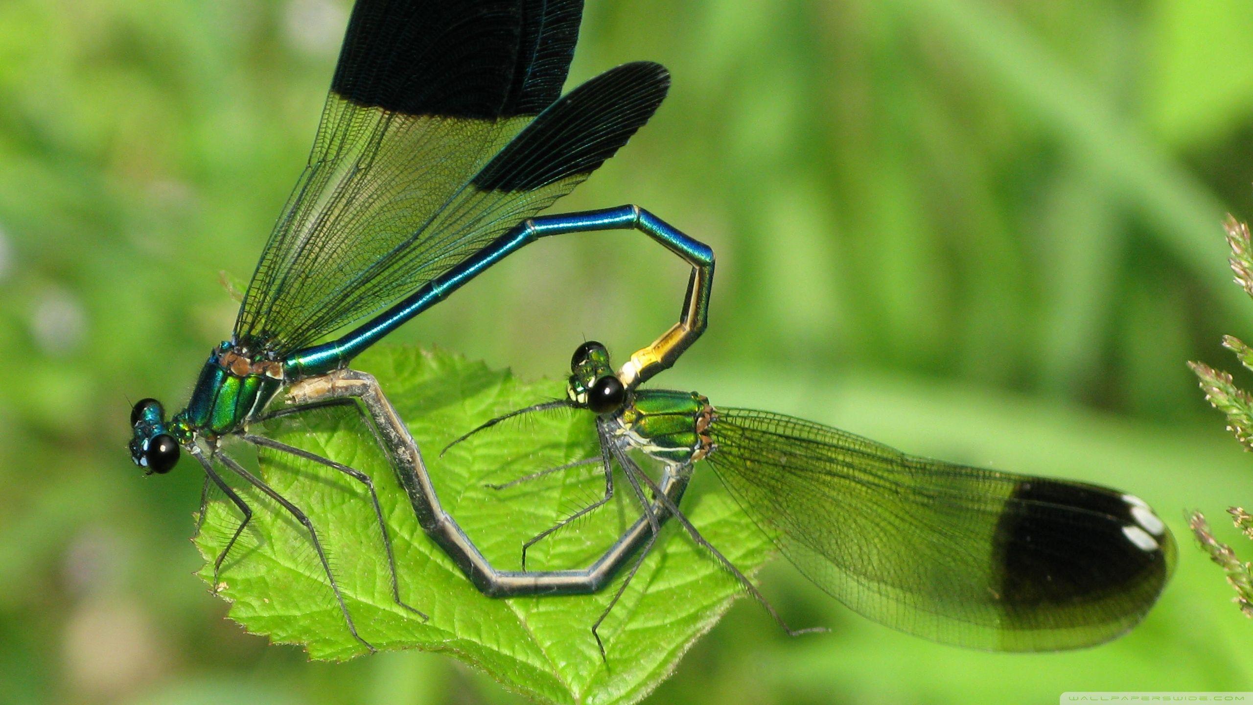 2560x1440 Title Animal Dragonfly Insects Wallpaper HD Wallpaper