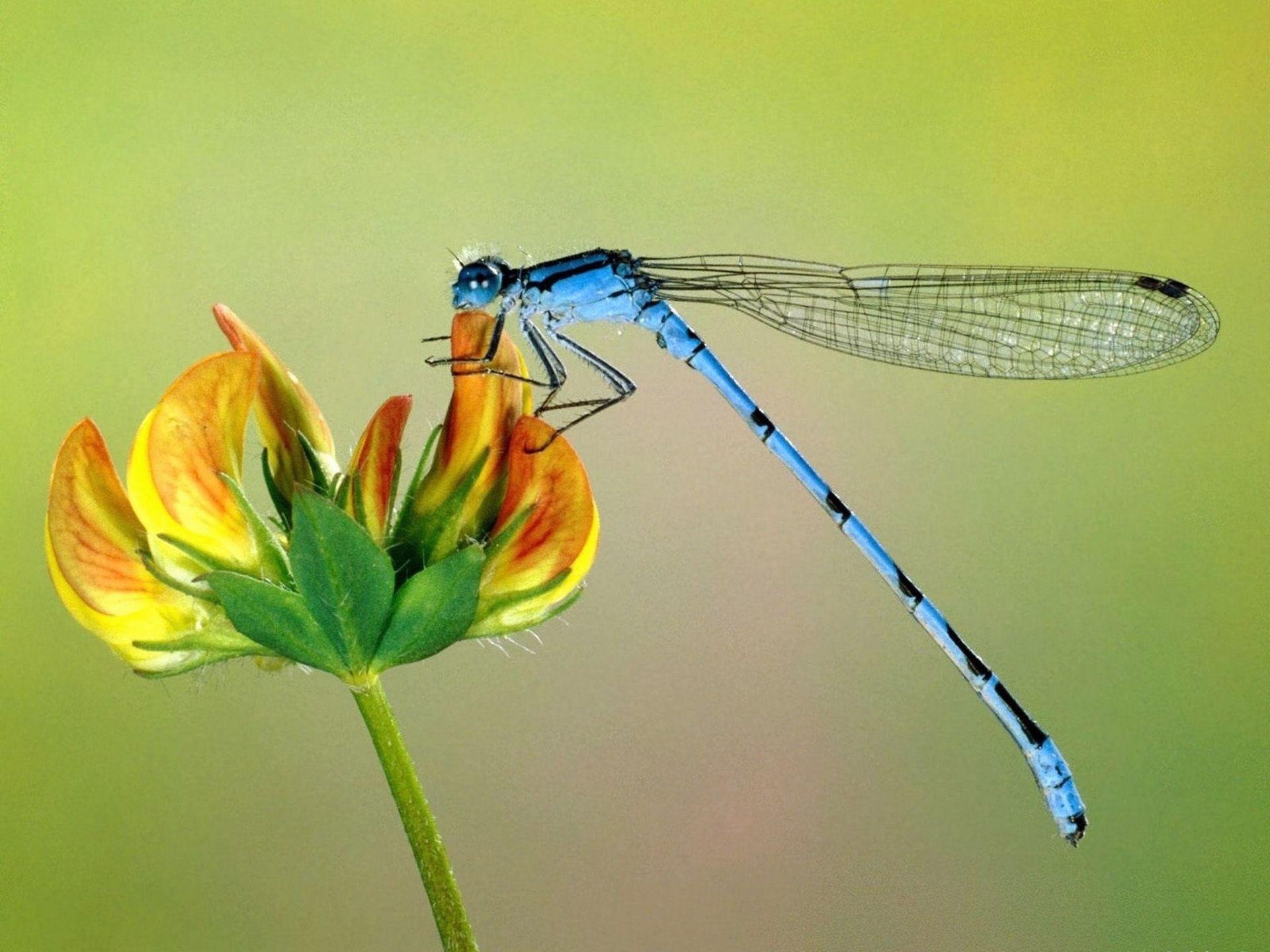 1920x1440 Beautiful insect wallpaper for computer