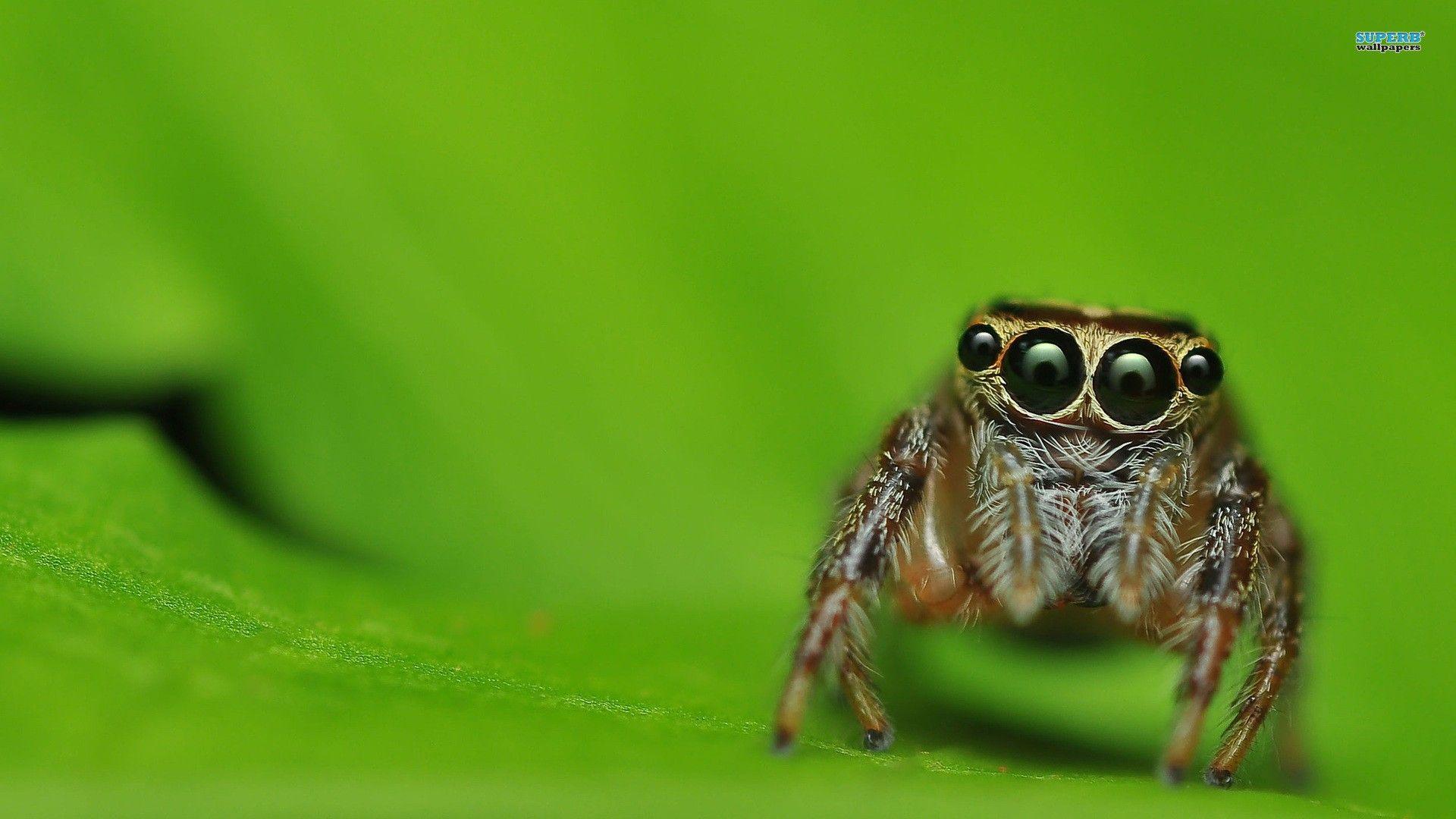 1920x1080 Download Insects Spiders Wallpaper 1920x1080