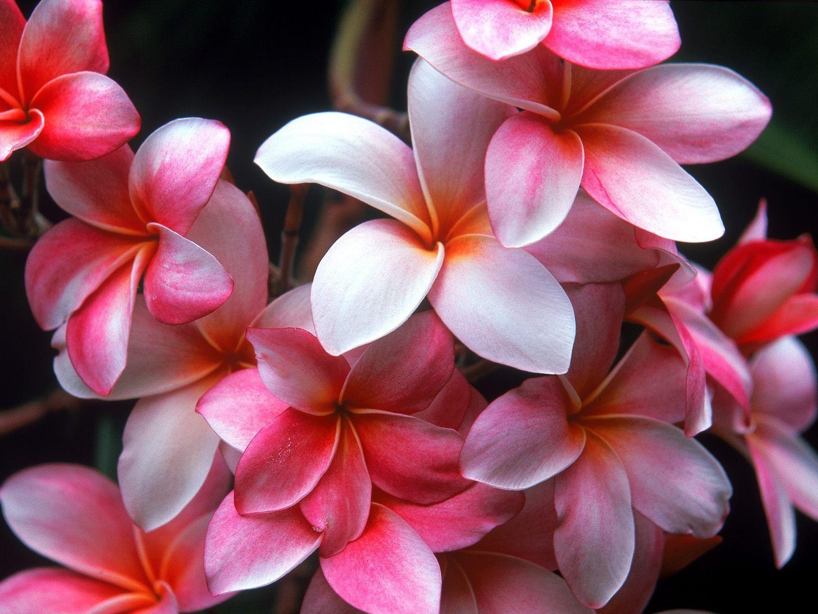 1600x1200 Hawaiian Flowers Wallpaper Background
