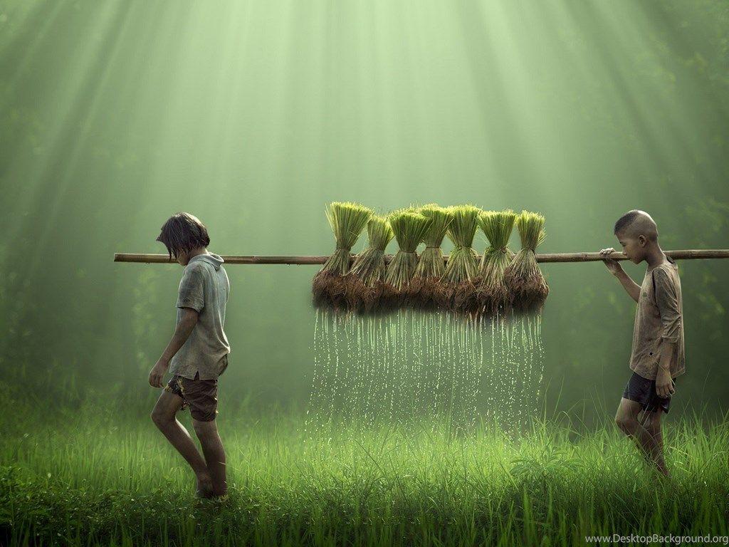 1024x768 Children, Farmers, Farm, Field, Rice, Water Drops, Nature. Desktop Background