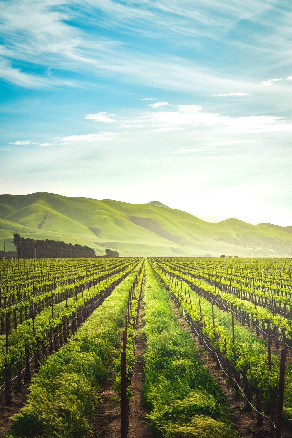 1000x1500 Agriculture Picture. Download Free Image
