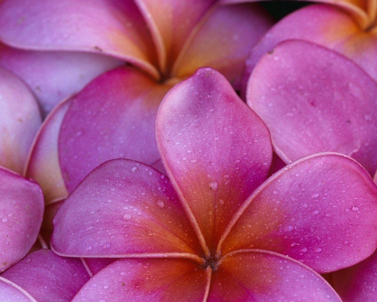 1280x1024 Free download hawaii flowers wallpaper [1920x1080] for your Desktop, Mobile & Tablet. Explore Hawaiian Flower Wallpaper. Hawaiian Wallpaper, Hawaiian Flowers Wallpaper Background, Hawaiian Springtime Wallpaper
