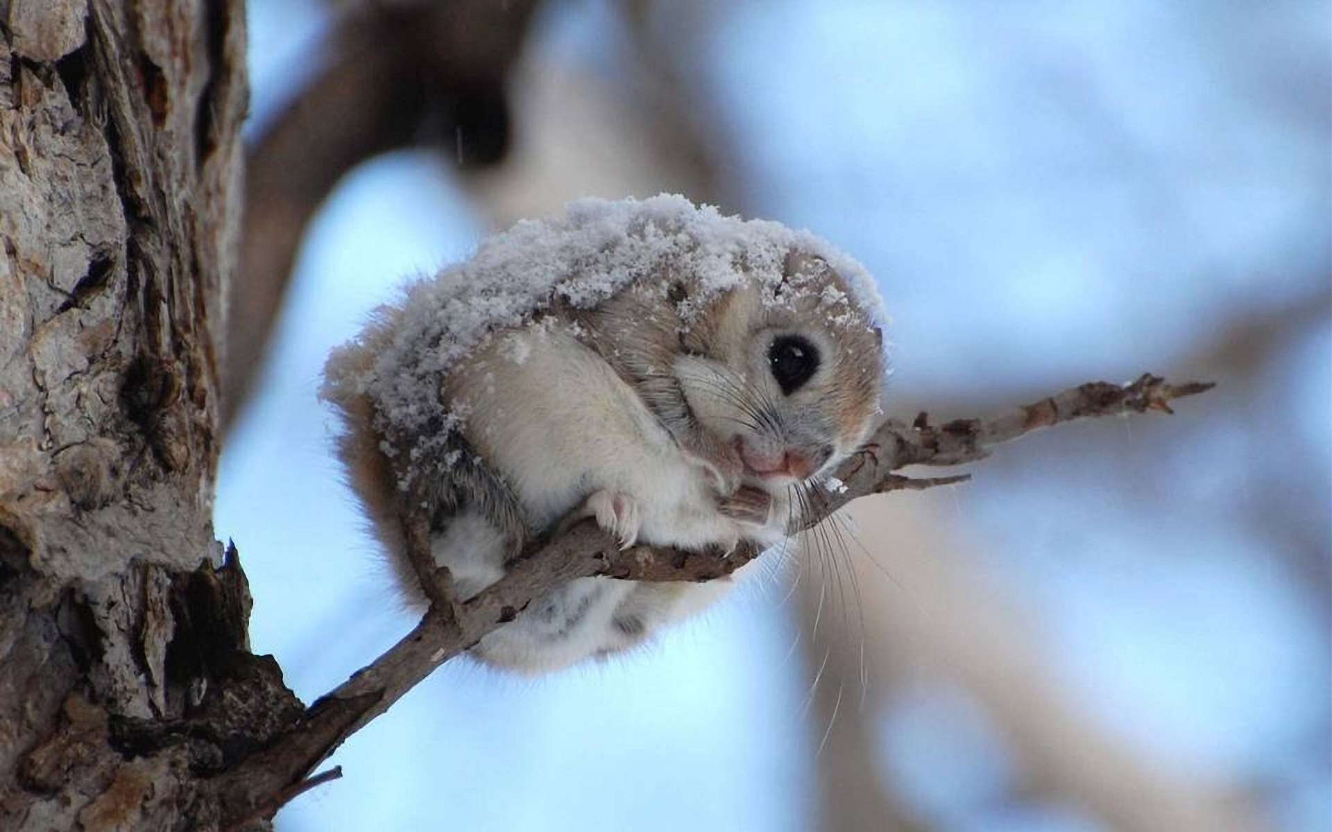 1920x1200 Flying Squirrel Full HD Wallpaper and Background Imagex1200