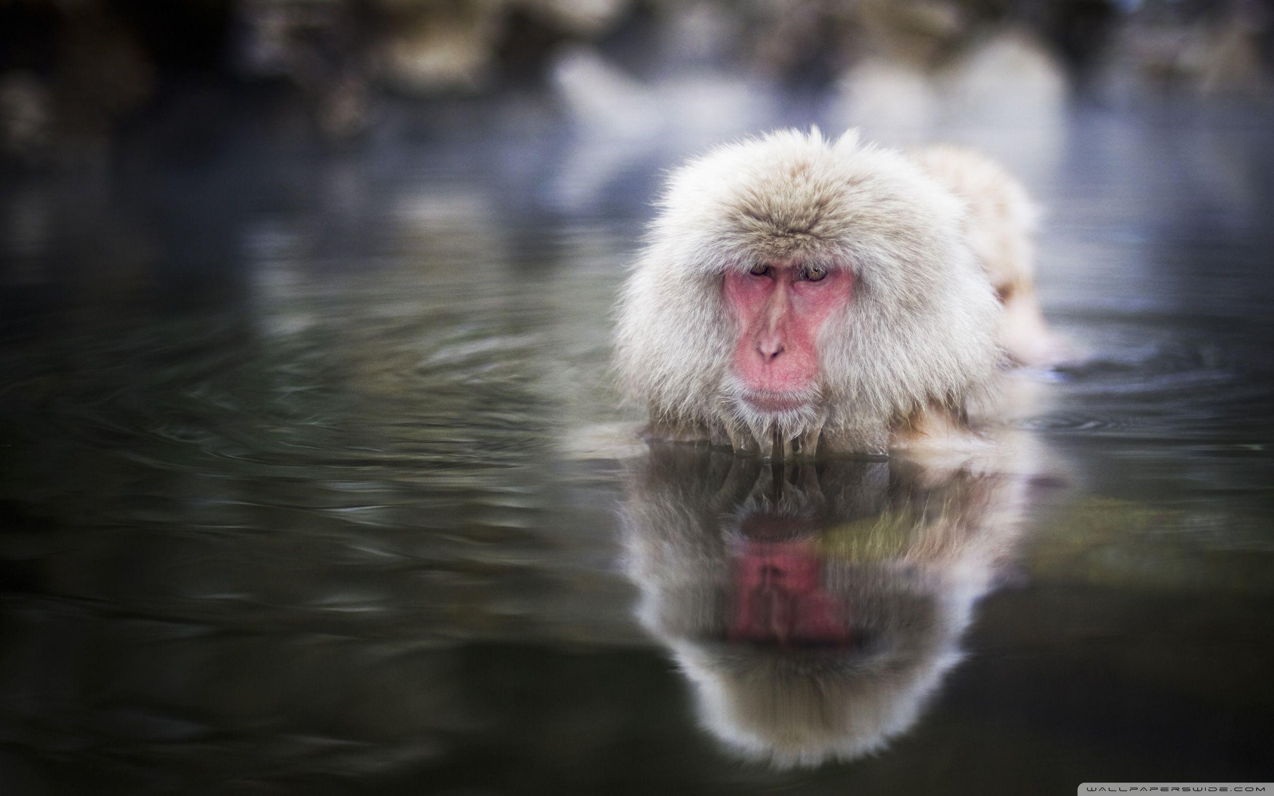 2560x1600 Japanese Macaques, Nagano, Japan ❤ 4K HD Desktop Wallpaper for 4K