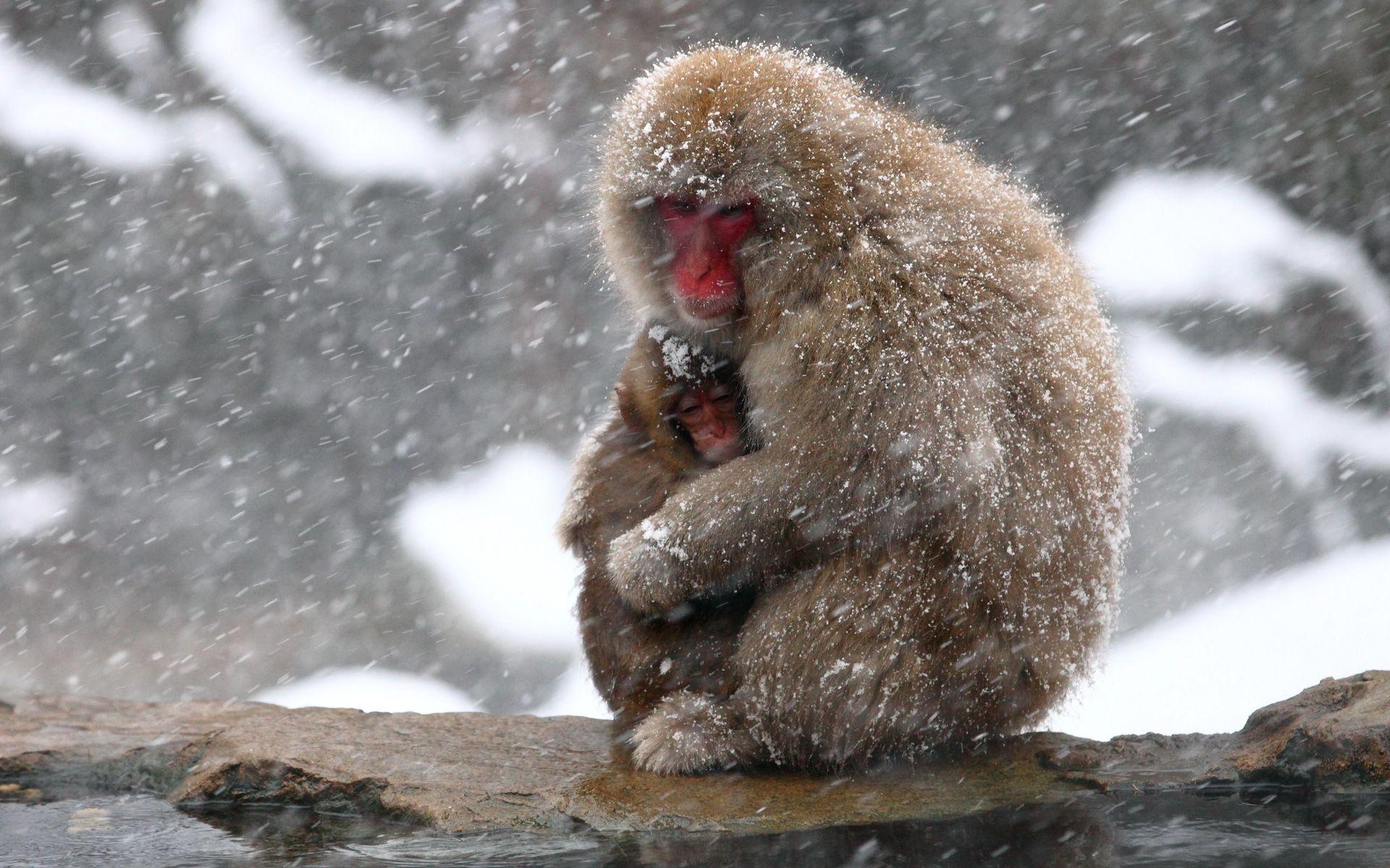 1920x1200 Japanese Macaque Full HD Wallpaper and Background Imagex1200