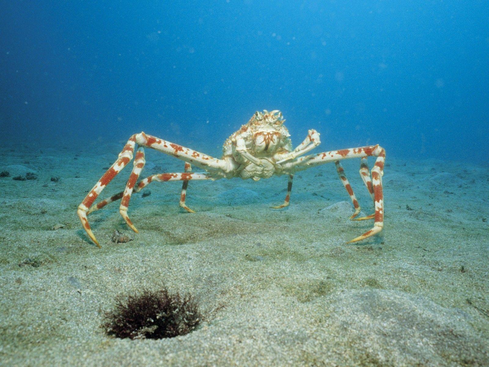 1600x1200 Other Japanese Spider Japan Animals Crab Wallpaper For Animal