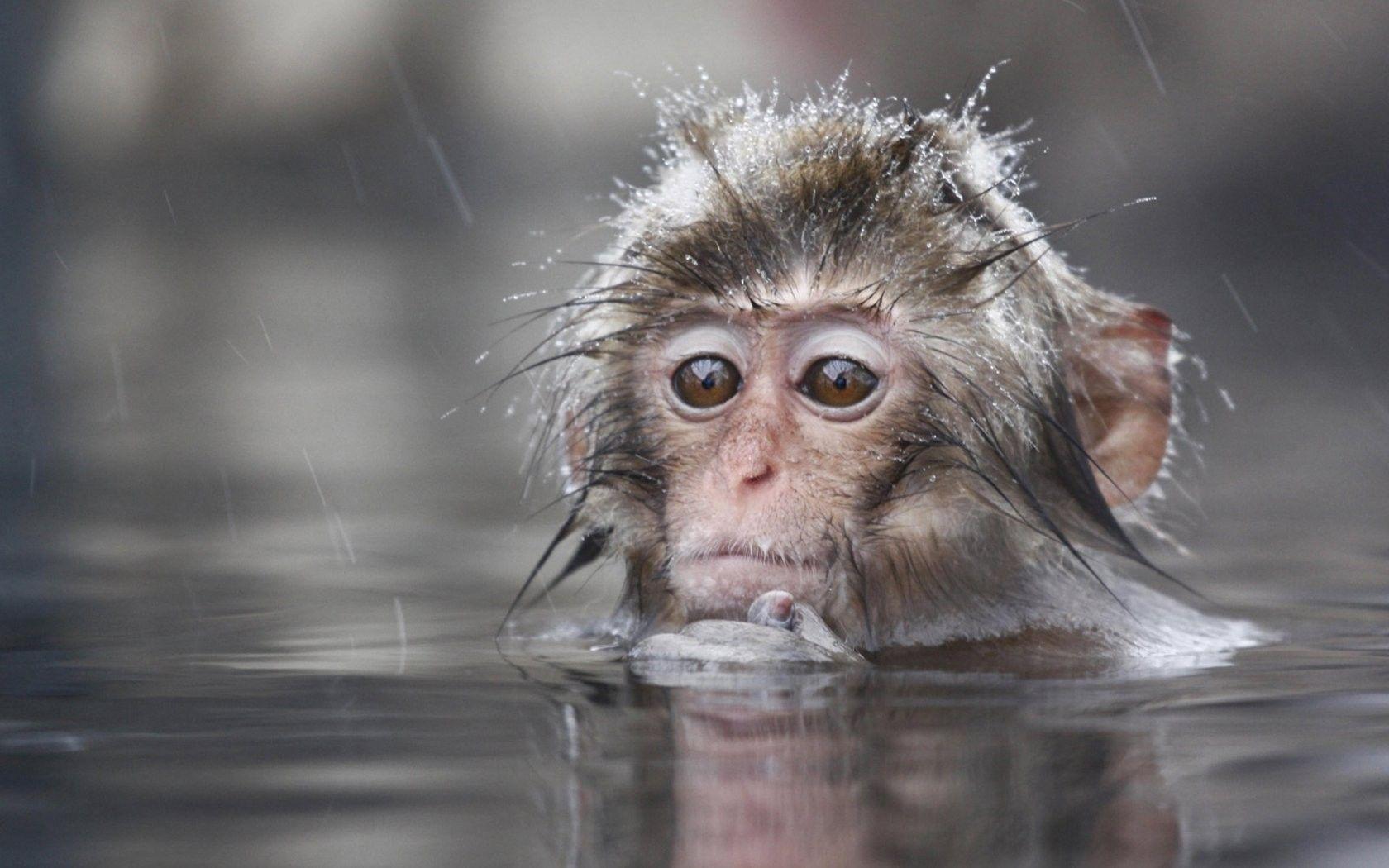 1680x1050 Japanese Tag wallpaper: Macaque Japanese Animals Monkeys Snow Free
