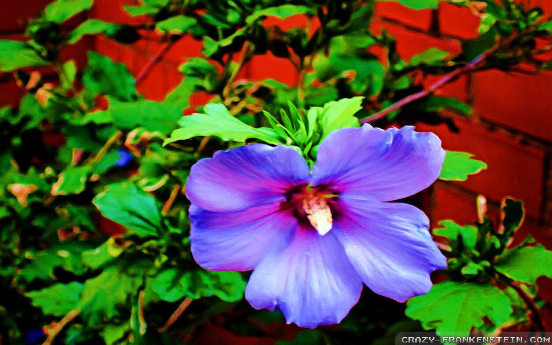 1920x1200 Hawaiian Flower Wallpaper