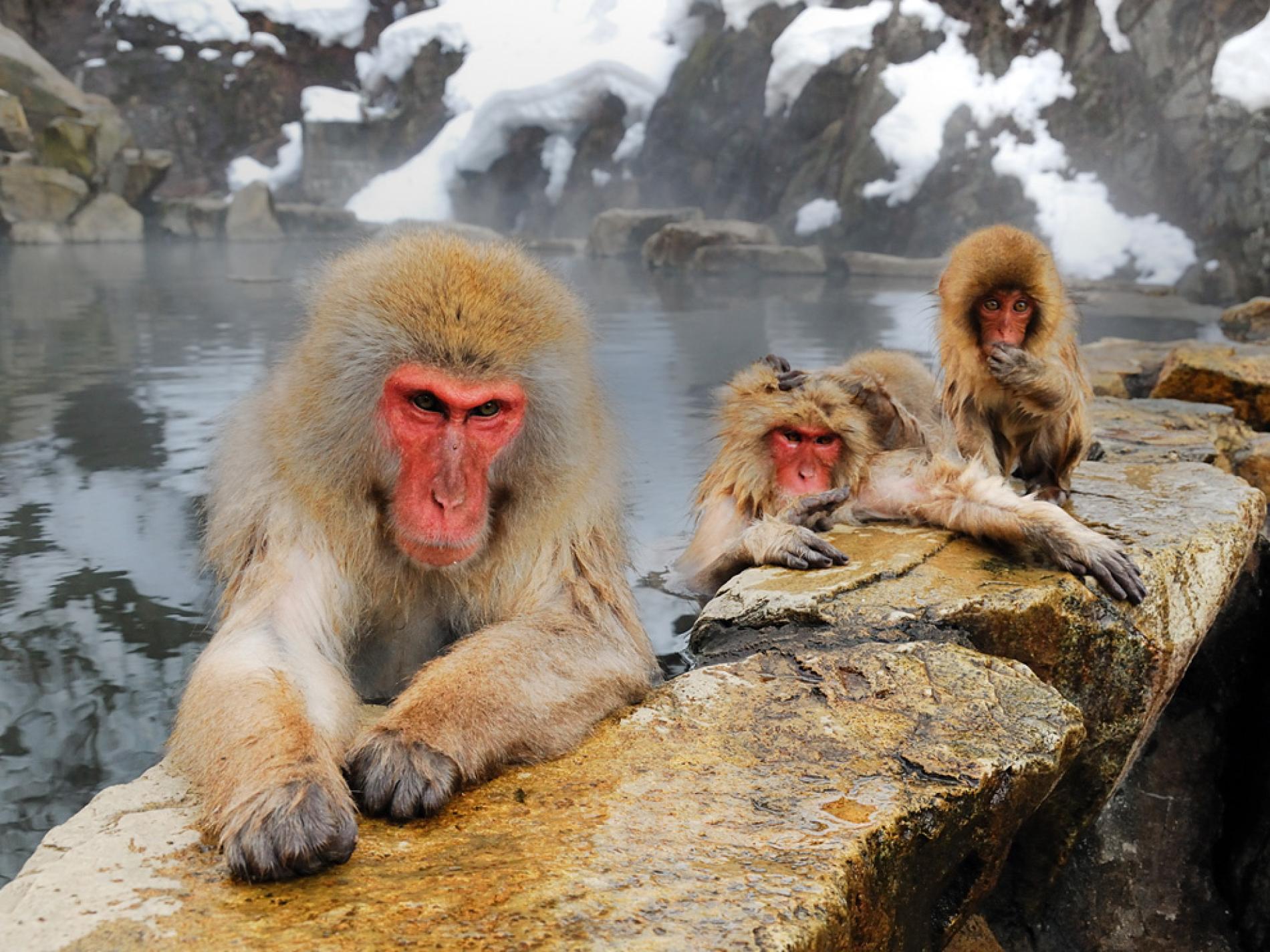1900x1424 Japanese Macaque Wallpaper 11 X 1424