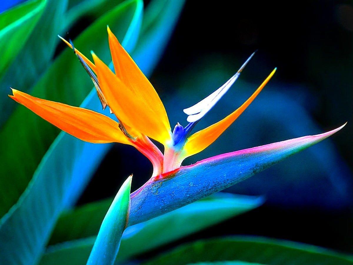 1200x900 Bird of paradise wallpaper HD. Download Free background