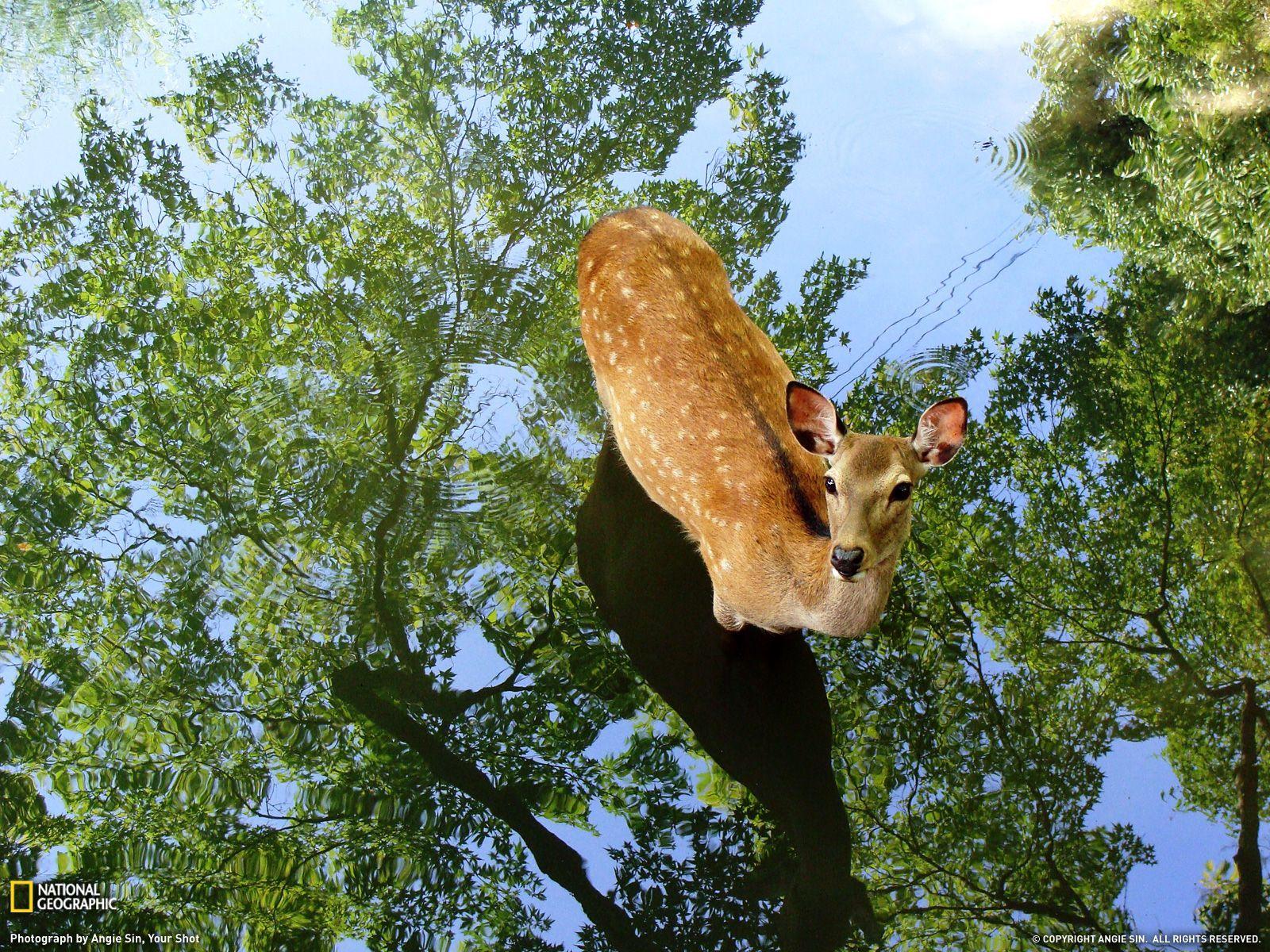 1600x1200 Photo of the Day. National geographic, Deer picture and Animal