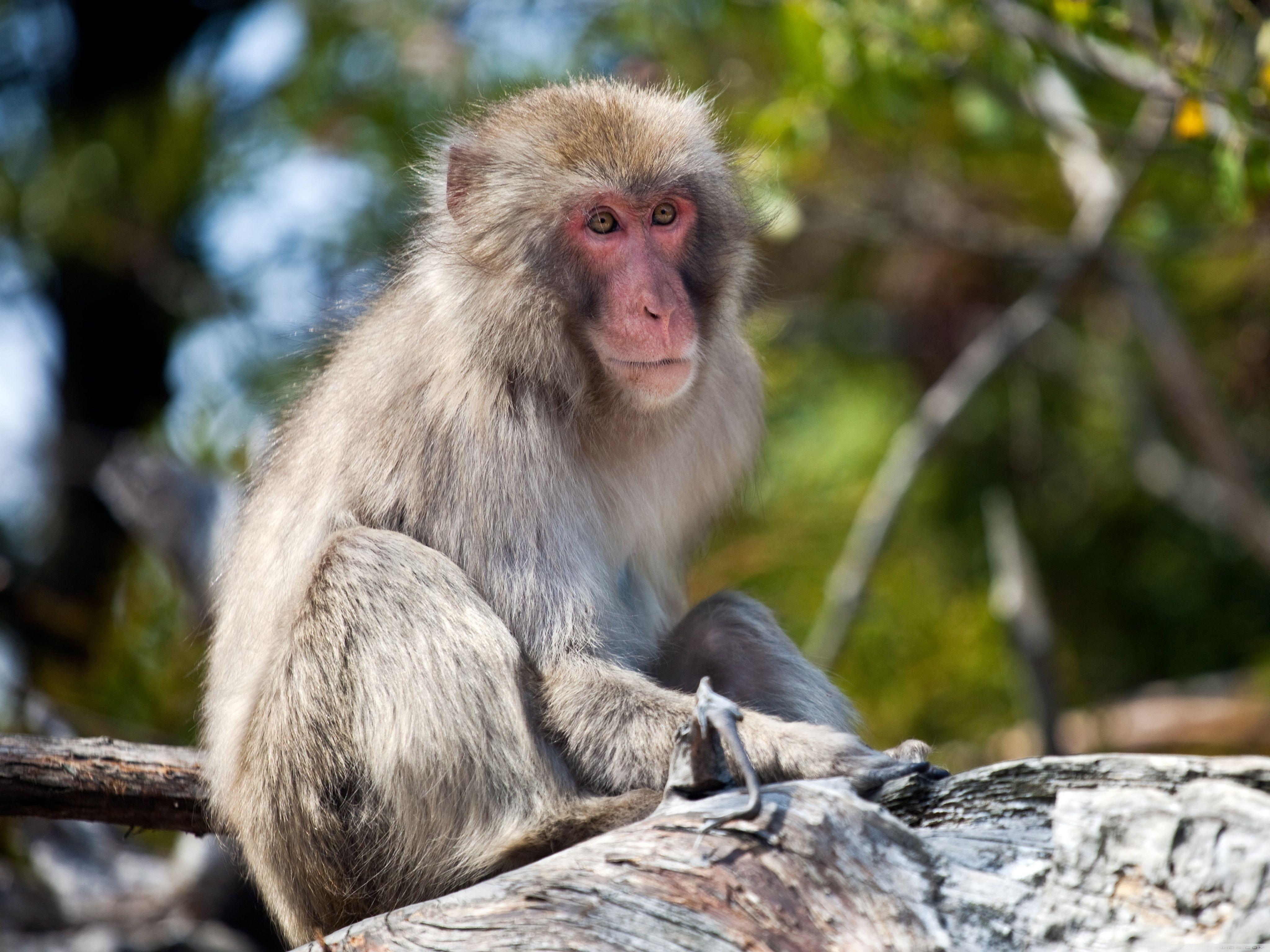 4096x3072 Monkey Sitting On A Branch, Japan ❤ 4K HD Desktop Wallpaper for 4K