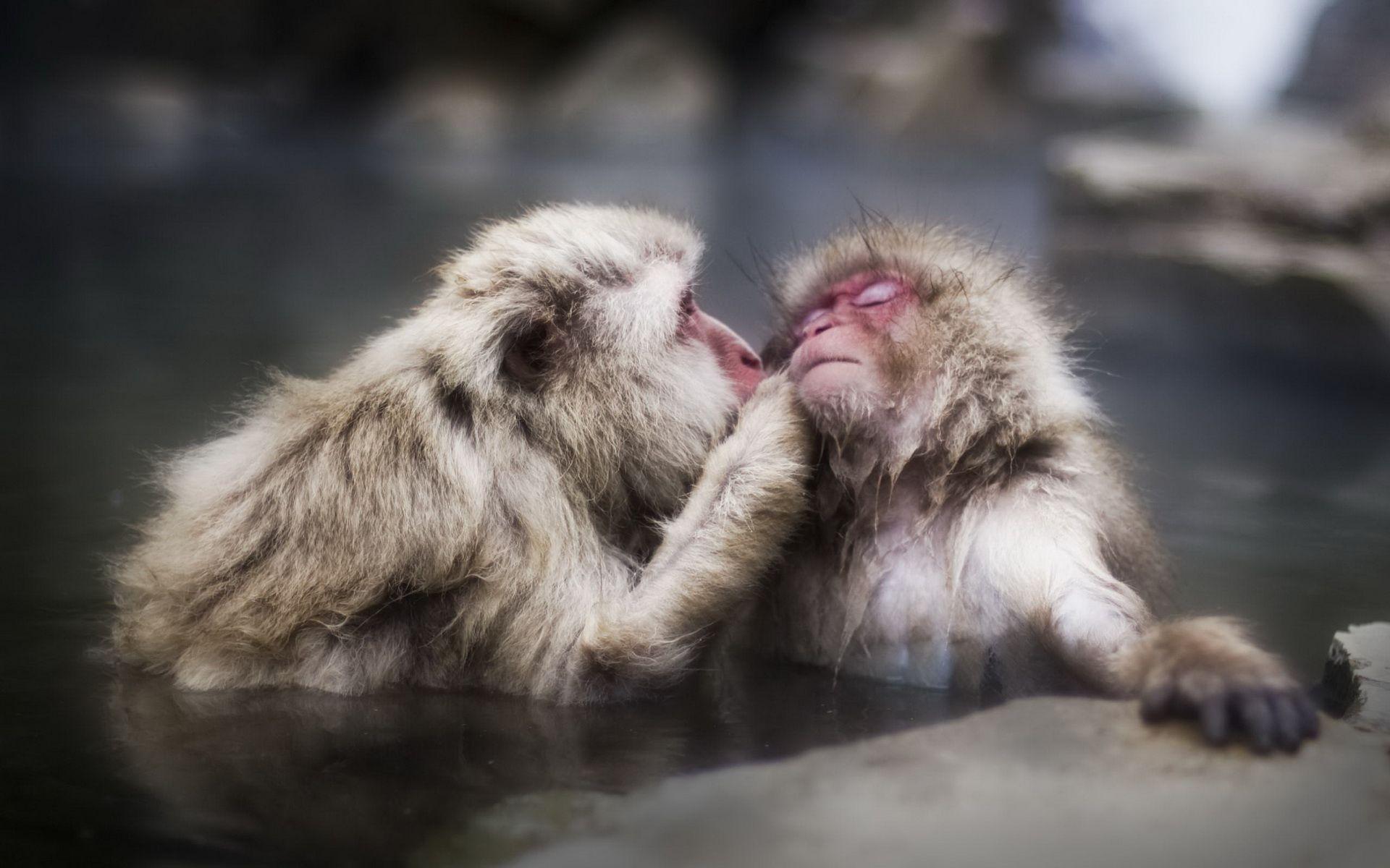 1920x1200 Japanese Macaque Full HD Wallpaper and Background Imagex1200