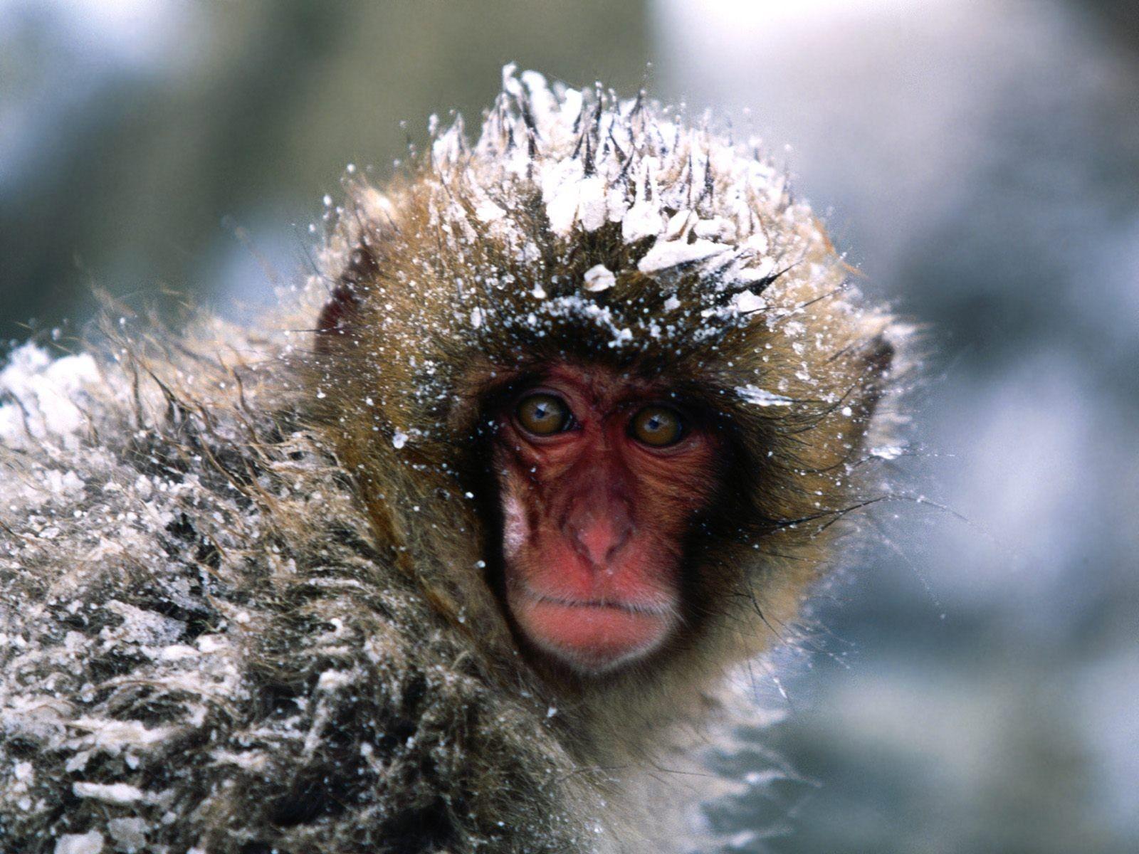 1600x1200 Other: Out Monkey Chill Little Japanese Snow Winter Chilly Animals