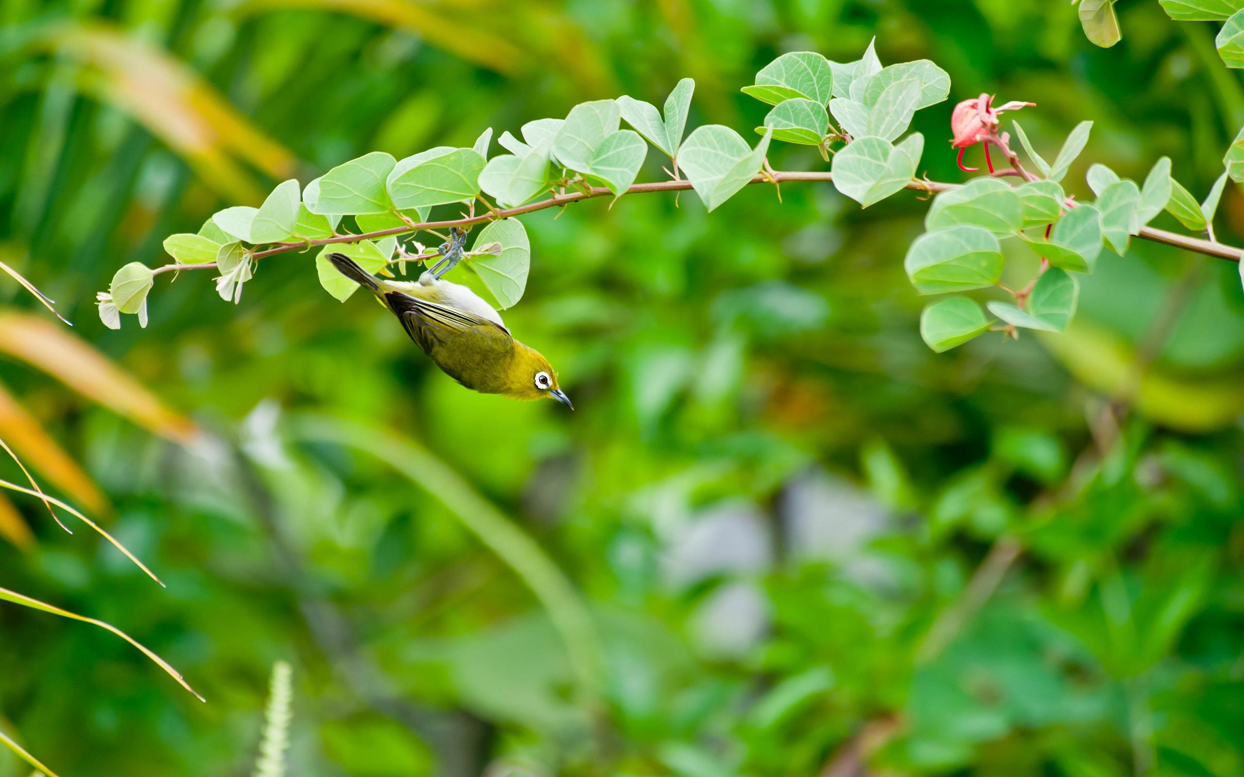 2560x1600 Japanese White Eye Bird HD Desktop Wallpaper : Widescreen : High