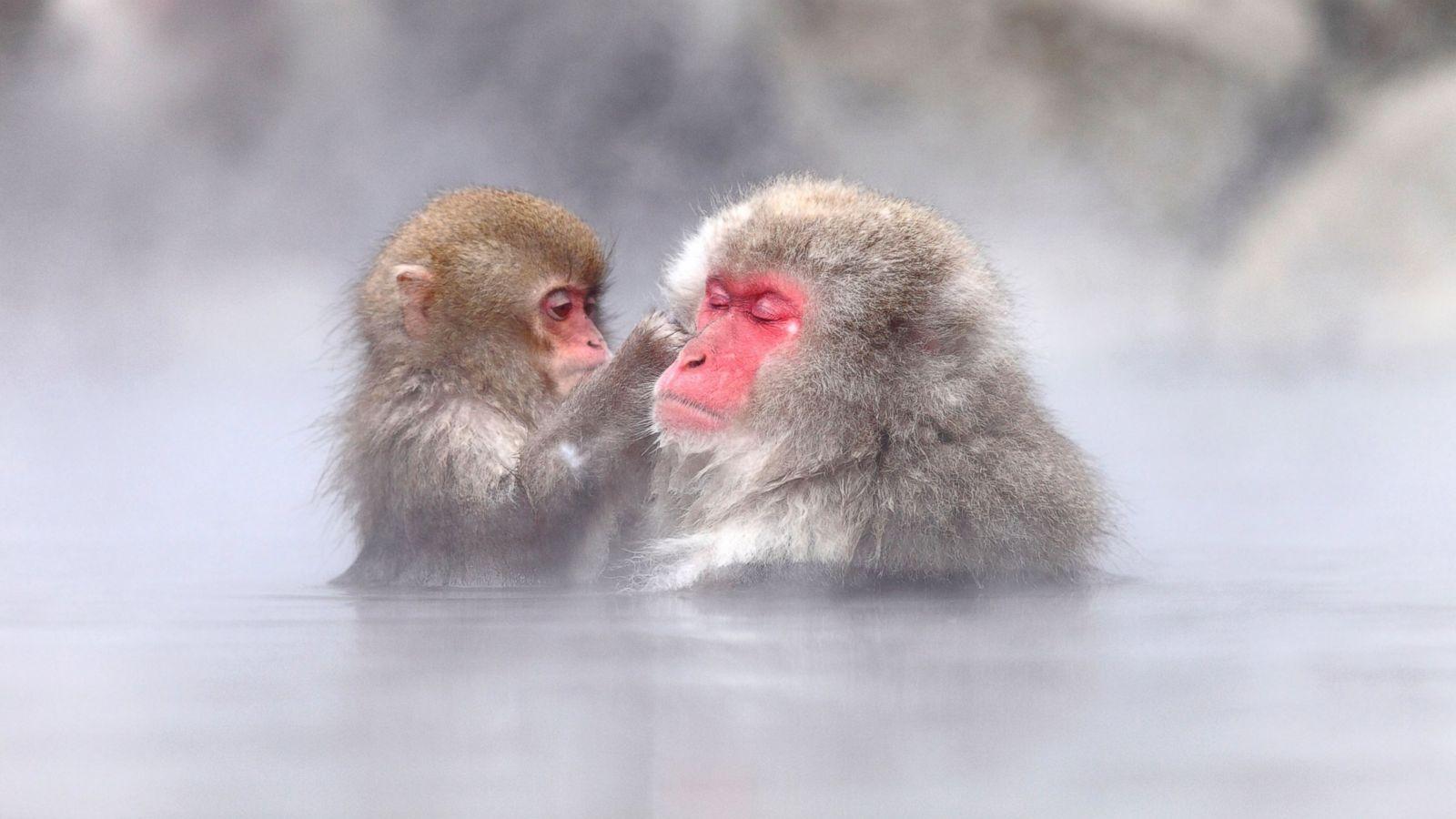 1600x900 Japanese Macaque Wallpaper and Background Image