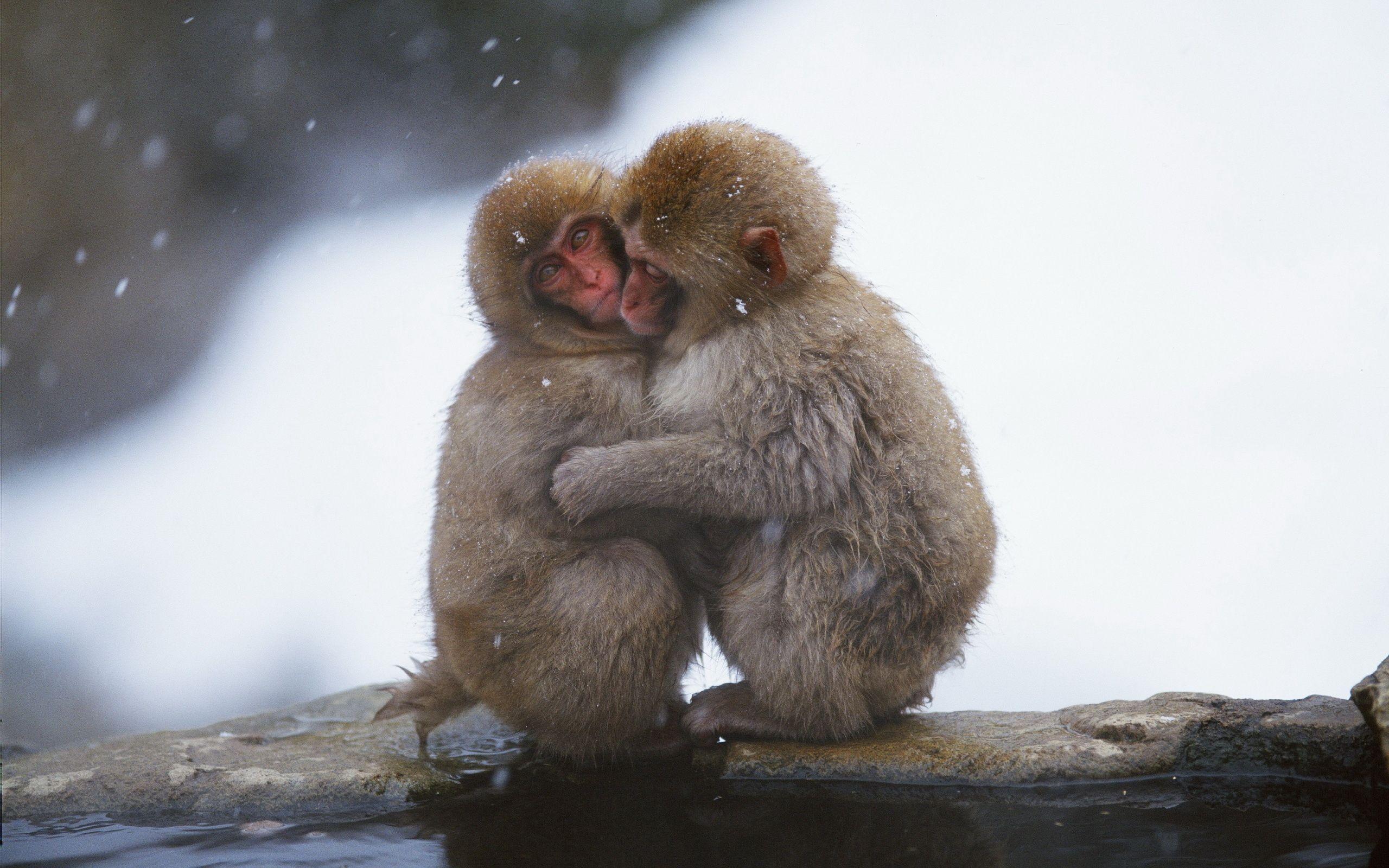 2560x1600 Download Cute Hug Monkey Animal