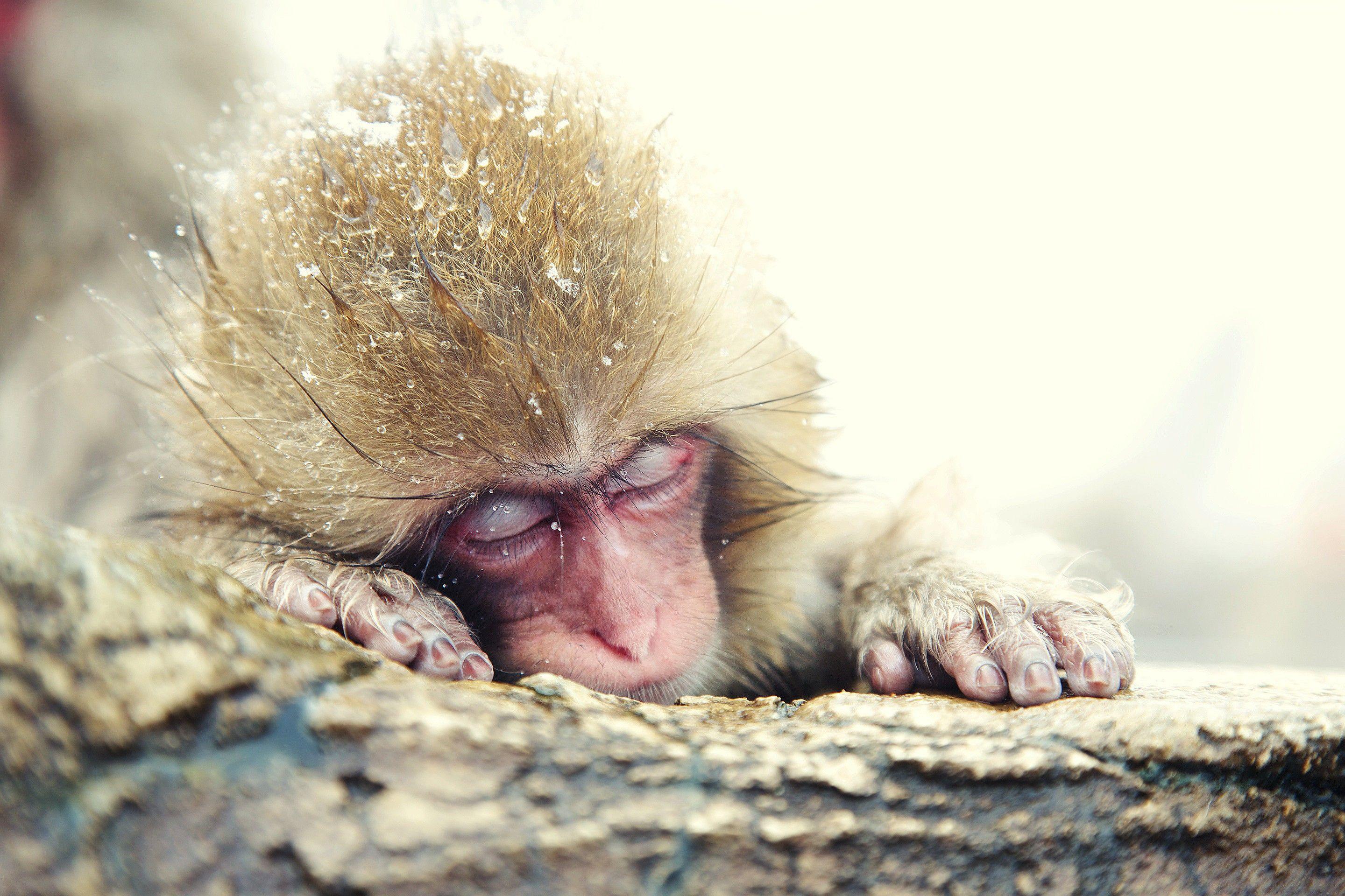 2880x1920 Wallpaper Japanese macaque, monkey, cute animals, Animals