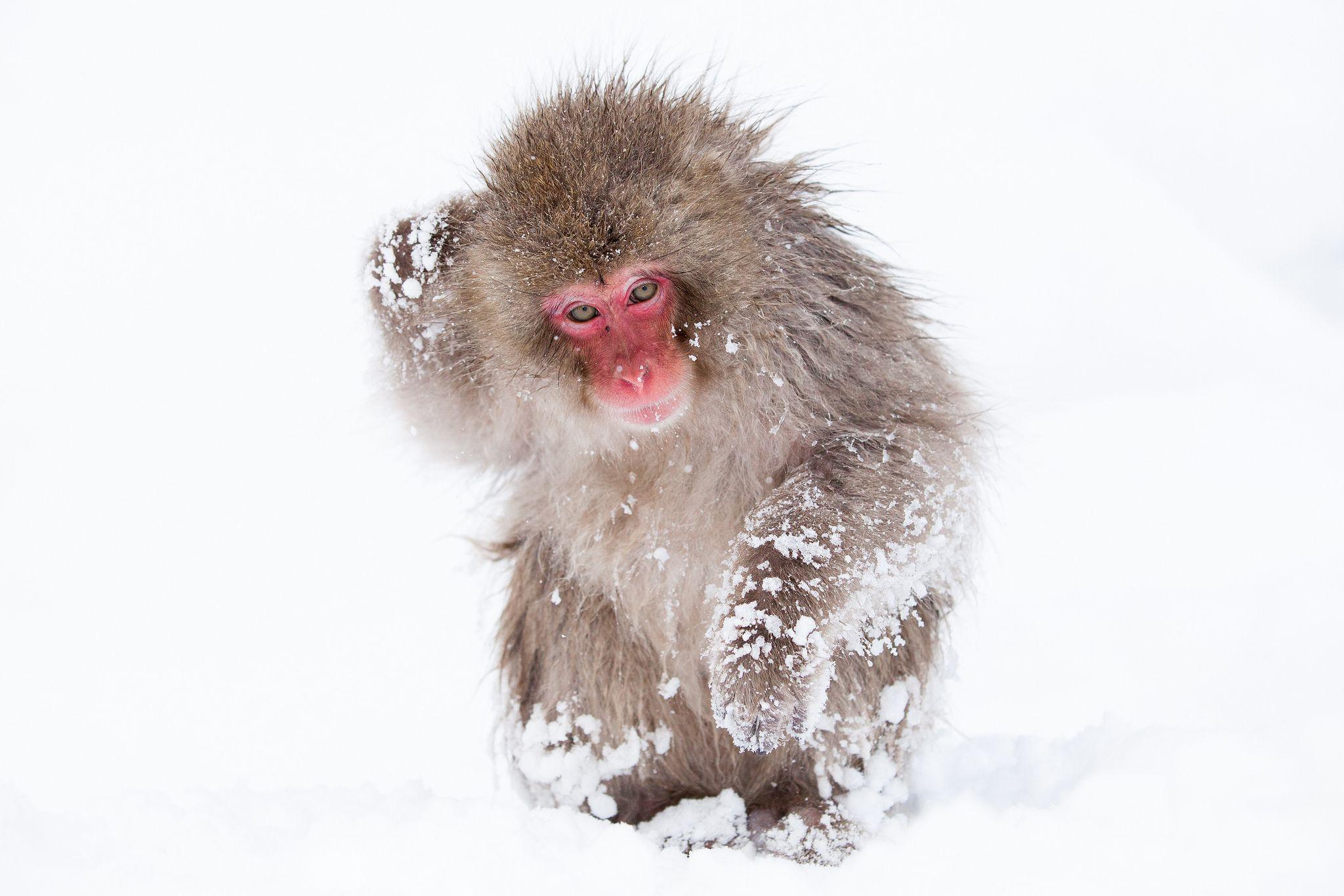 2048x1365 Japanese Macaque Full HD Wallpaper and Background Imagex1365