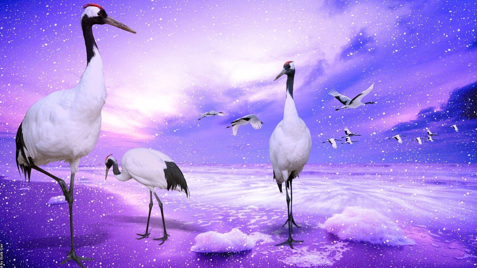1920x1080 Cranes Tag wallpaper: Cranes Japanese Photo Of Best Animals. Cranes