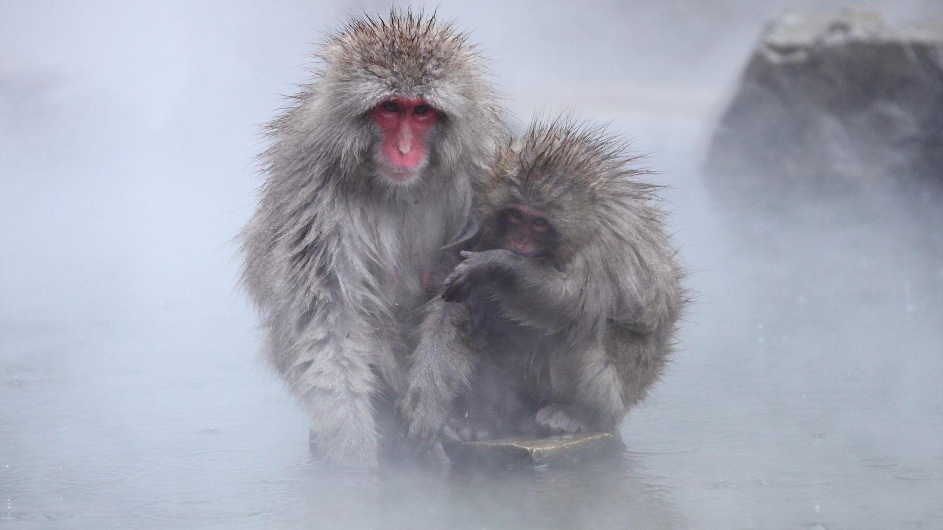 1920x1080 Animals: Snow Japan Nature Monkey Nagano Cute Animal Picture Quotes