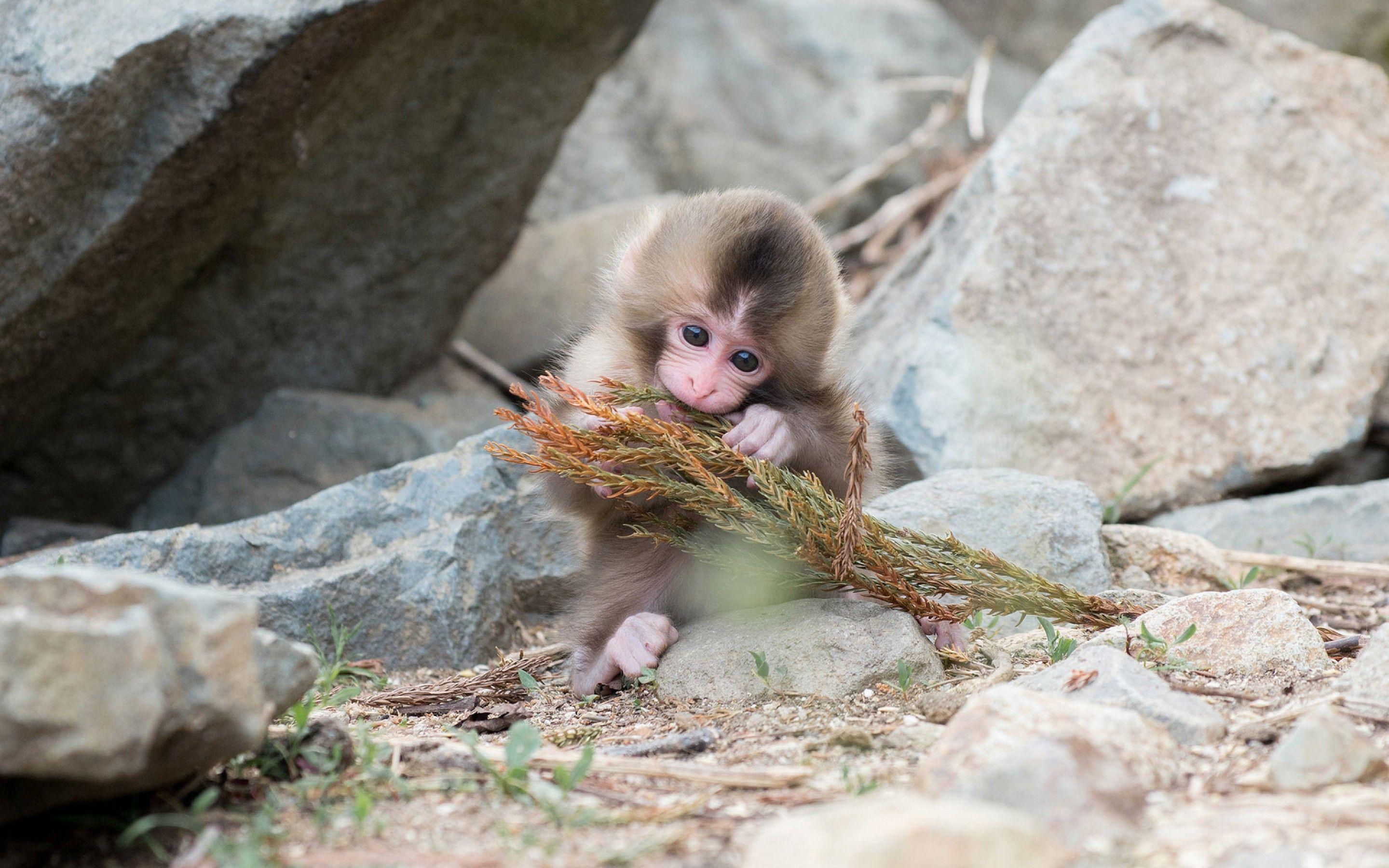 2880x1800 Japanese Macaque wallpaper