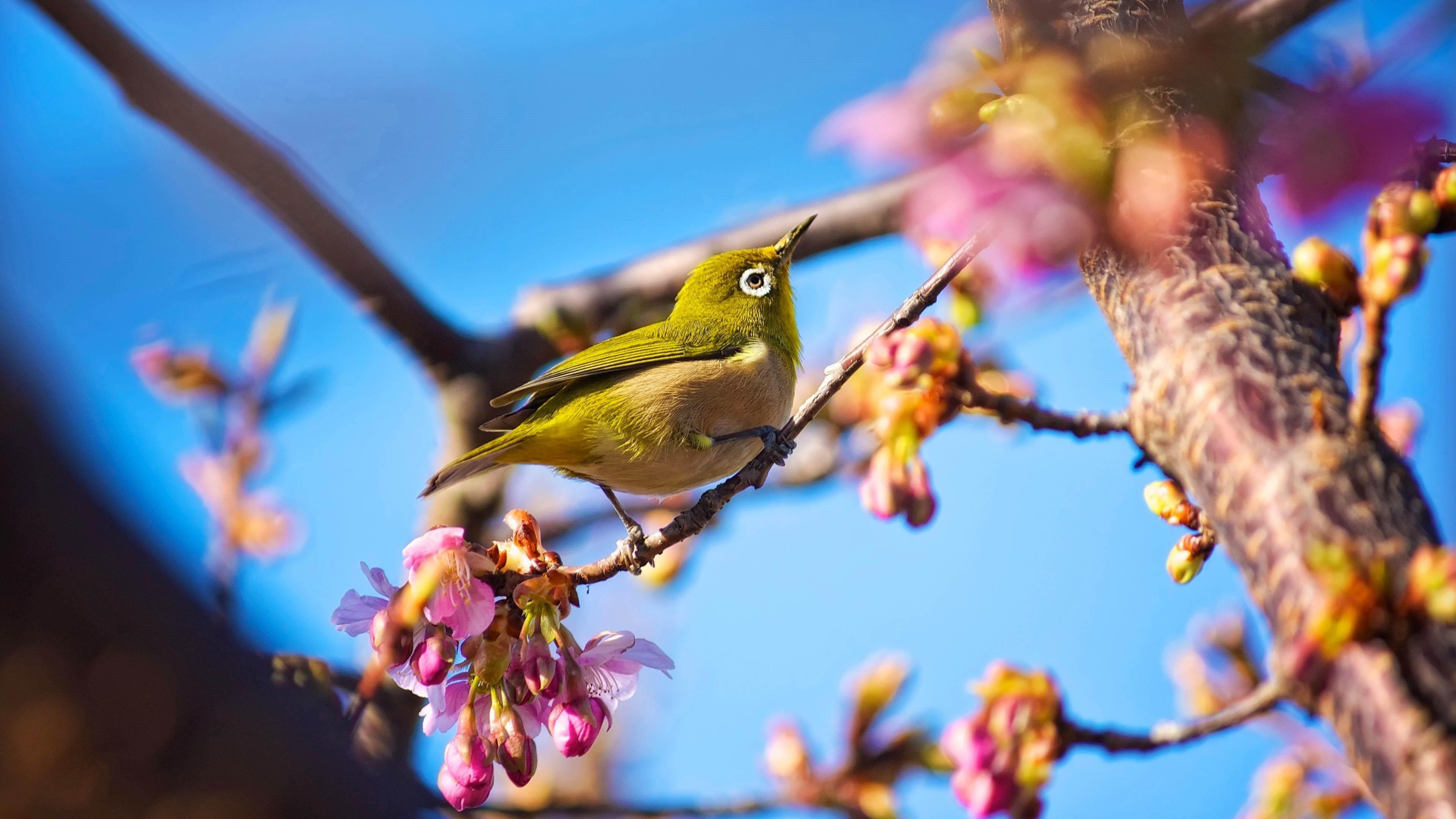3840x2160 Japanese White Eye Bird In A Spring Tree Wallpaper. Wallpaper