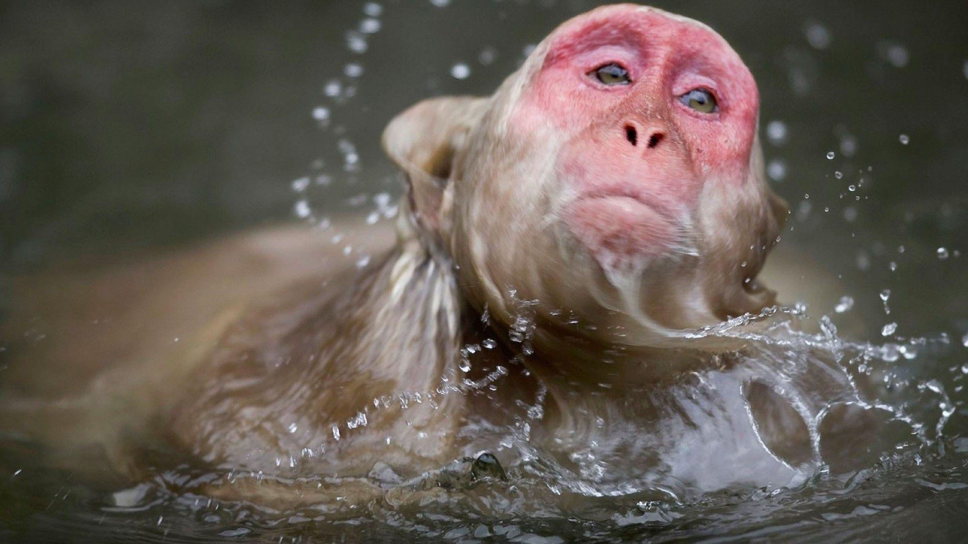 1920x1080 Japanese Macaque Full HD Wallpaper and Background Imagex1080