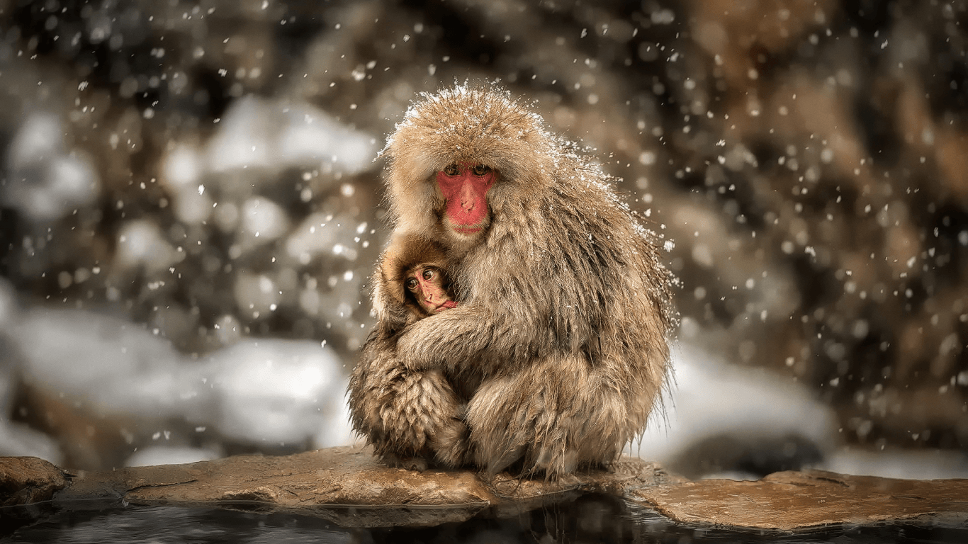 1366x768 Download 1366x768 japanese macaque, macaca fuscata, snow monkey