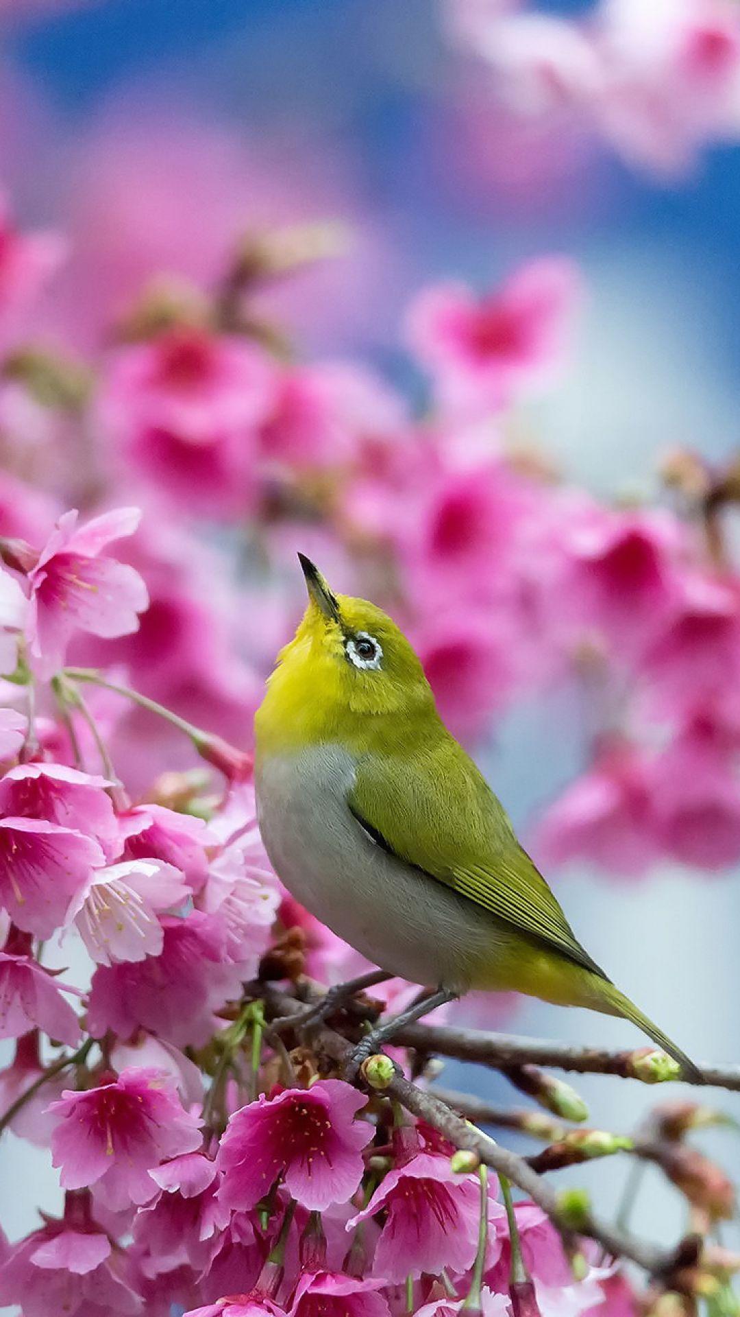 1080x1920 Spring, Cherry, Branch, Flowers, Beauty, Japanese White Eye #animals