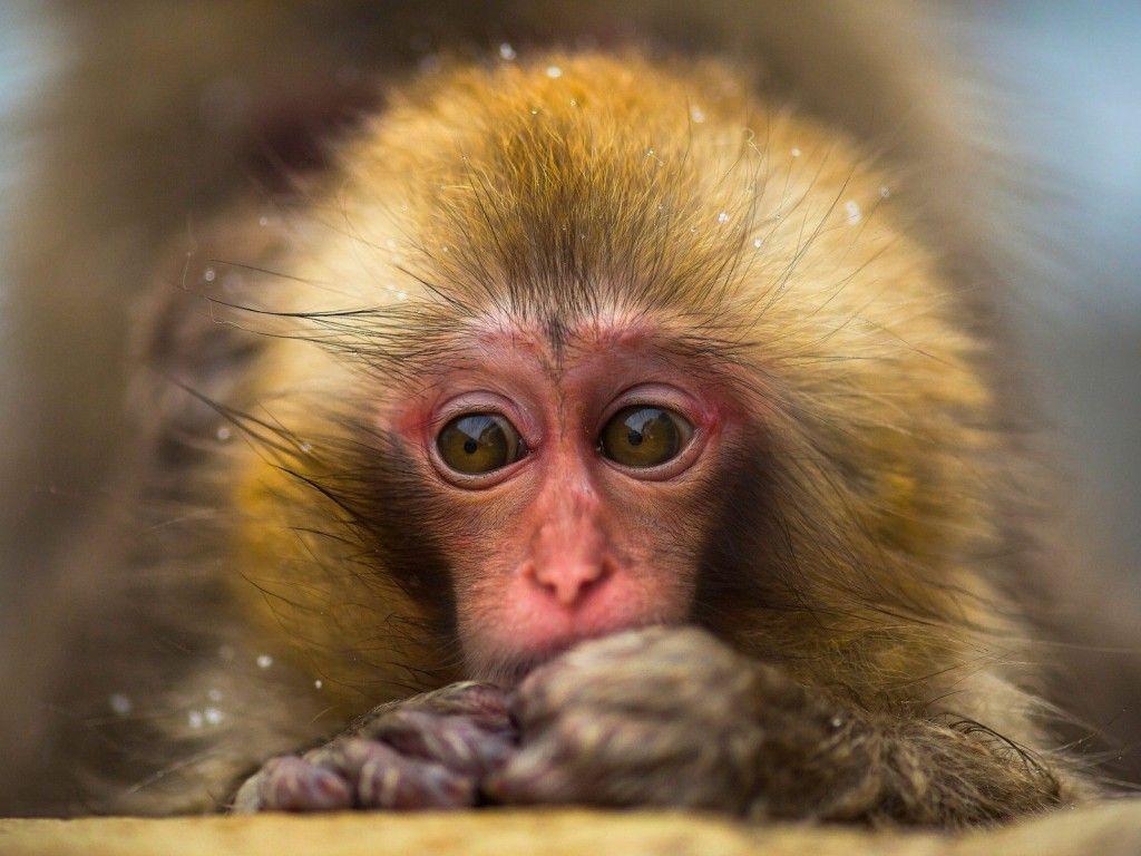 1024x768 Japanese Macaque Monkey Wallpaper HD Of Snow Monkey. BEAUTIFUL