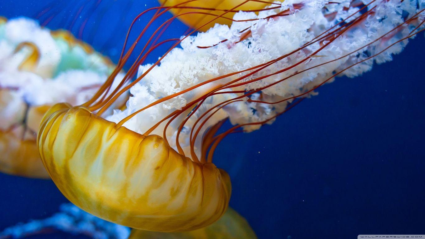 1366x768 Japanese Sea Nettle ❤ 4K HD Desktop Wallpaper for 4K Ultra HD TV