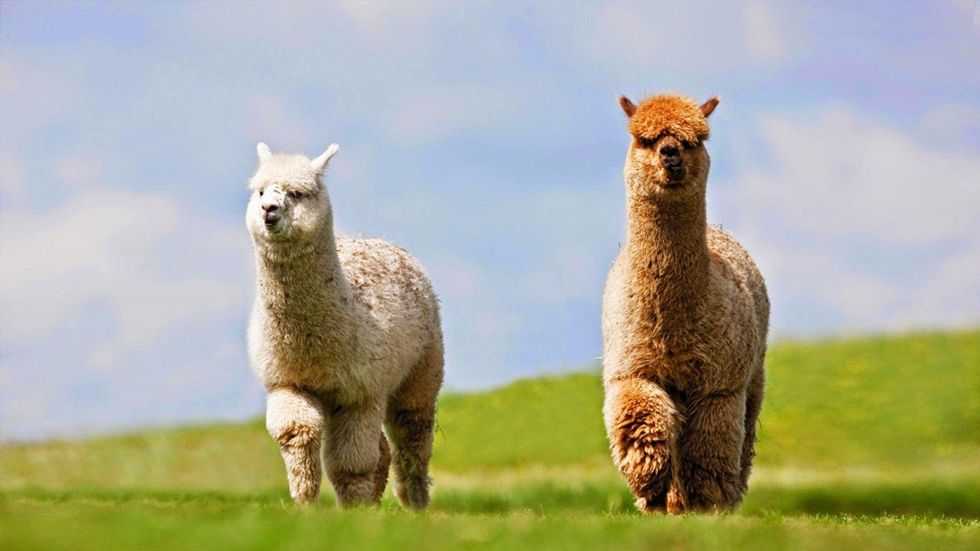 1920x1080 Alpaca HD Wallpaper Wallpaper Pc HD Wallpaper
