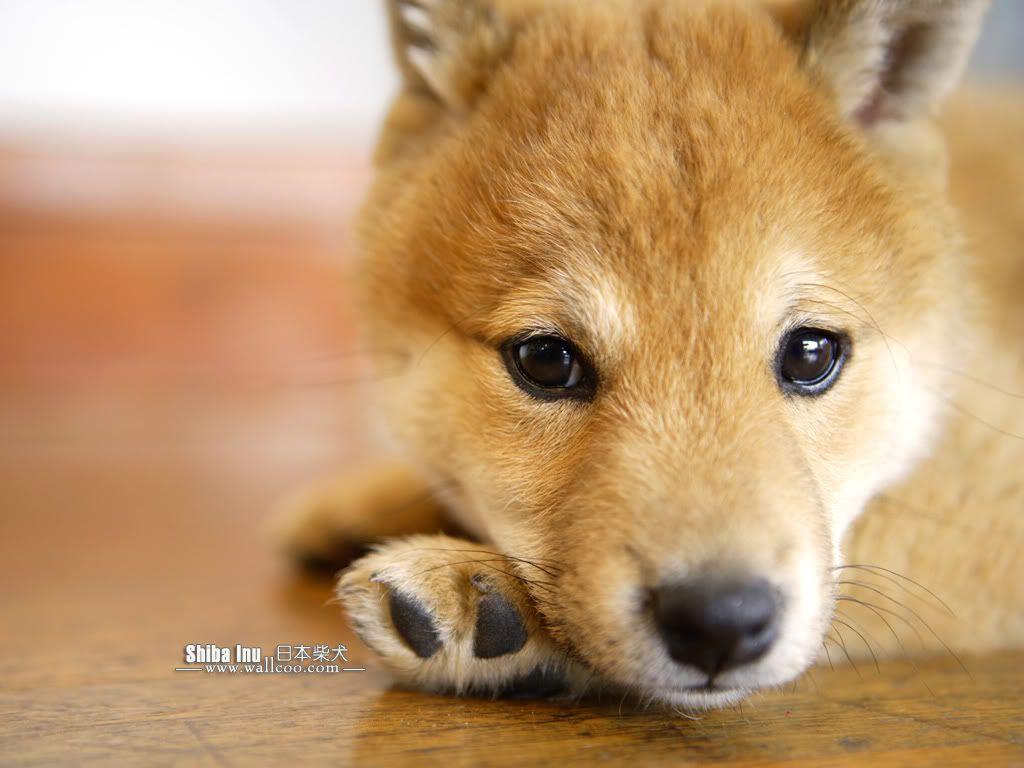 1024x768 Japanese Shiba Inu Wallpaper. Anne Mals. Shiba, Animal
