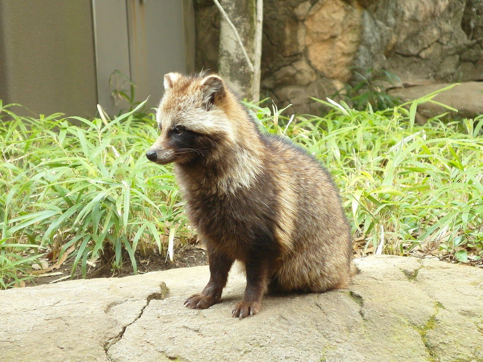 1600x1200 Explore Japanese Raccoon Dog's Homepage