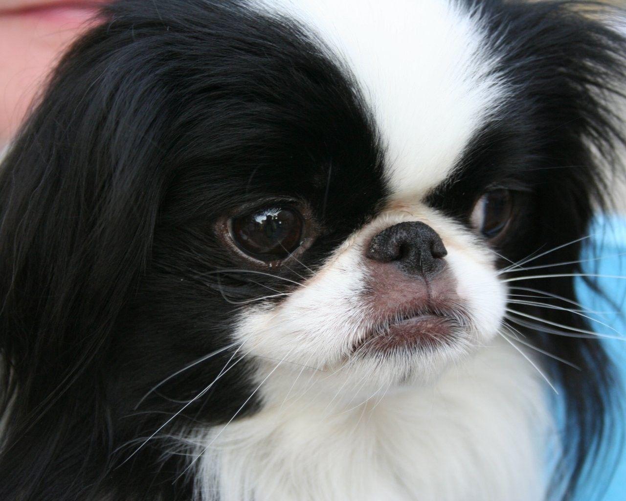 1280x1024 Dog: Chin Cat Japanese Animals Free Dog Wallpaper For Pc HD 16:9